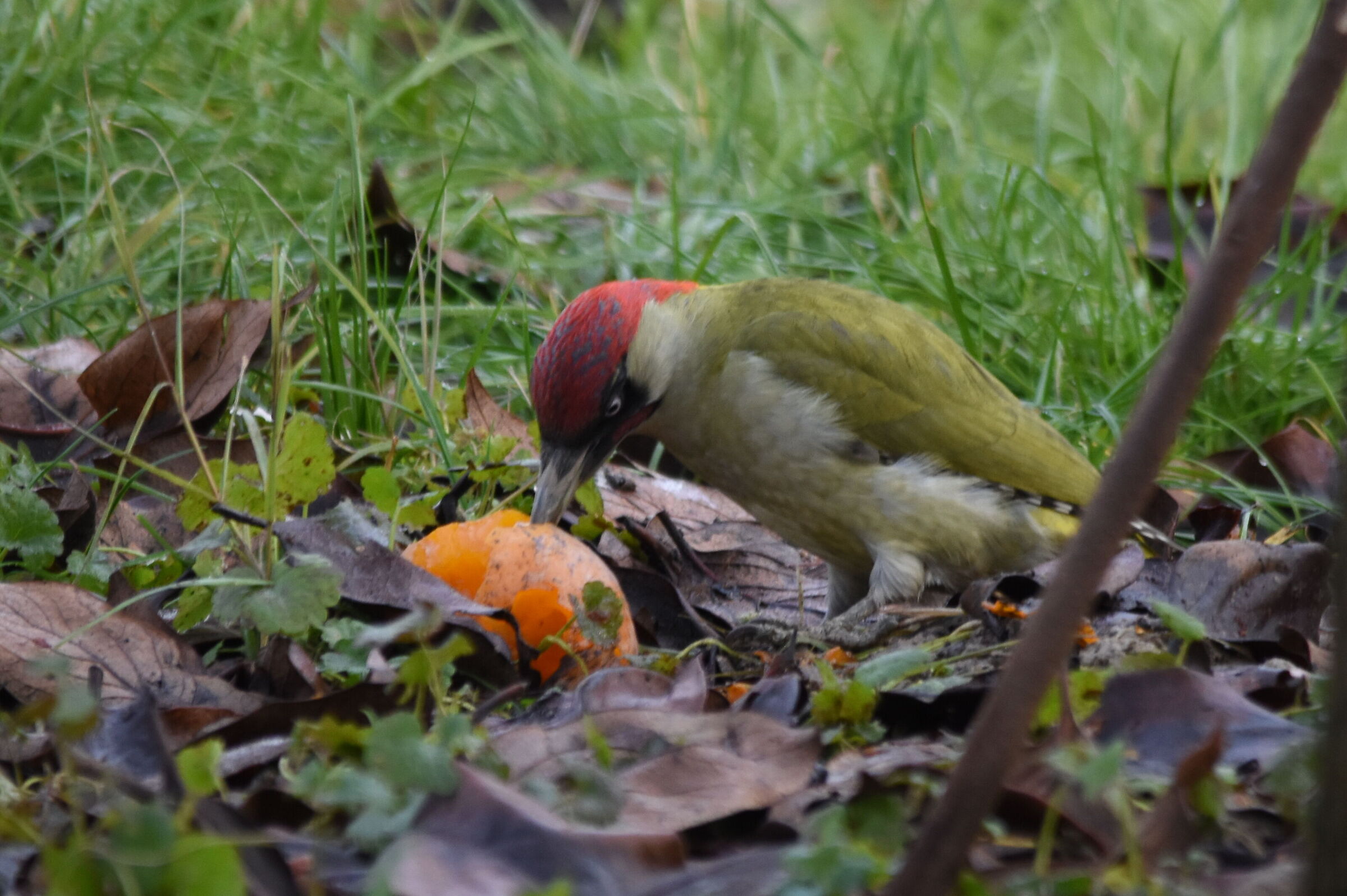 Green Woodpecker 2