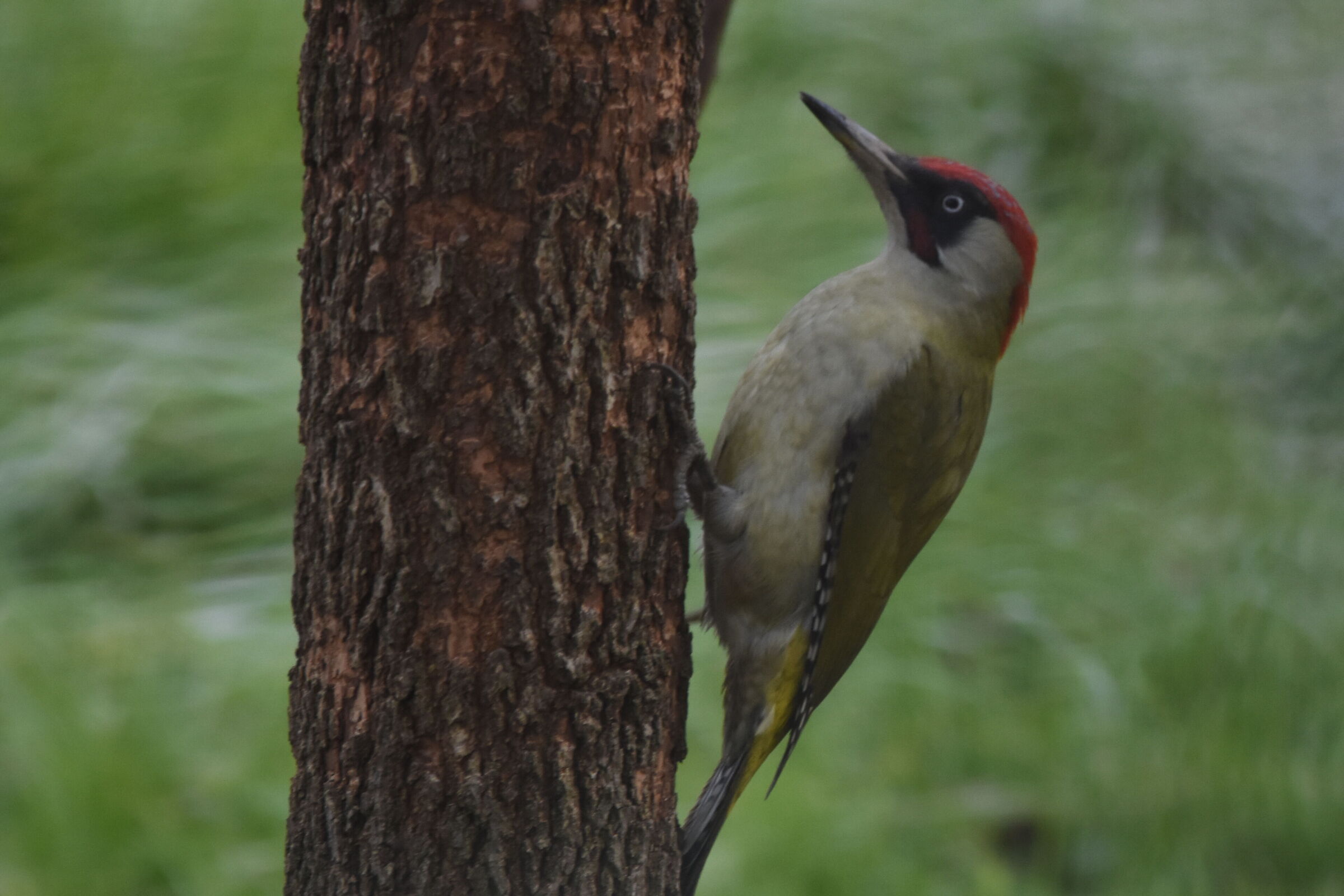 Green Woodpecker 4