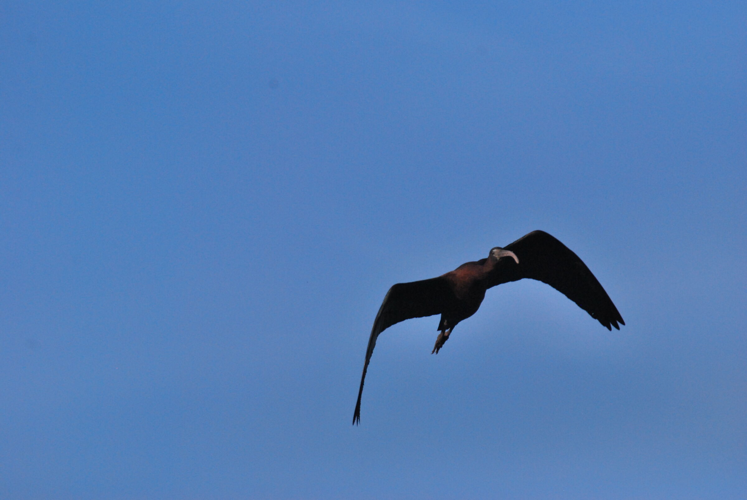 Northern Bald Ibis