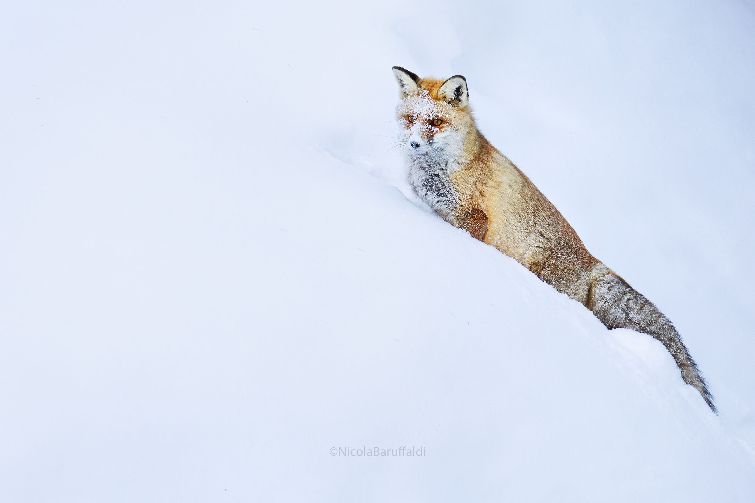 Volpe innevata