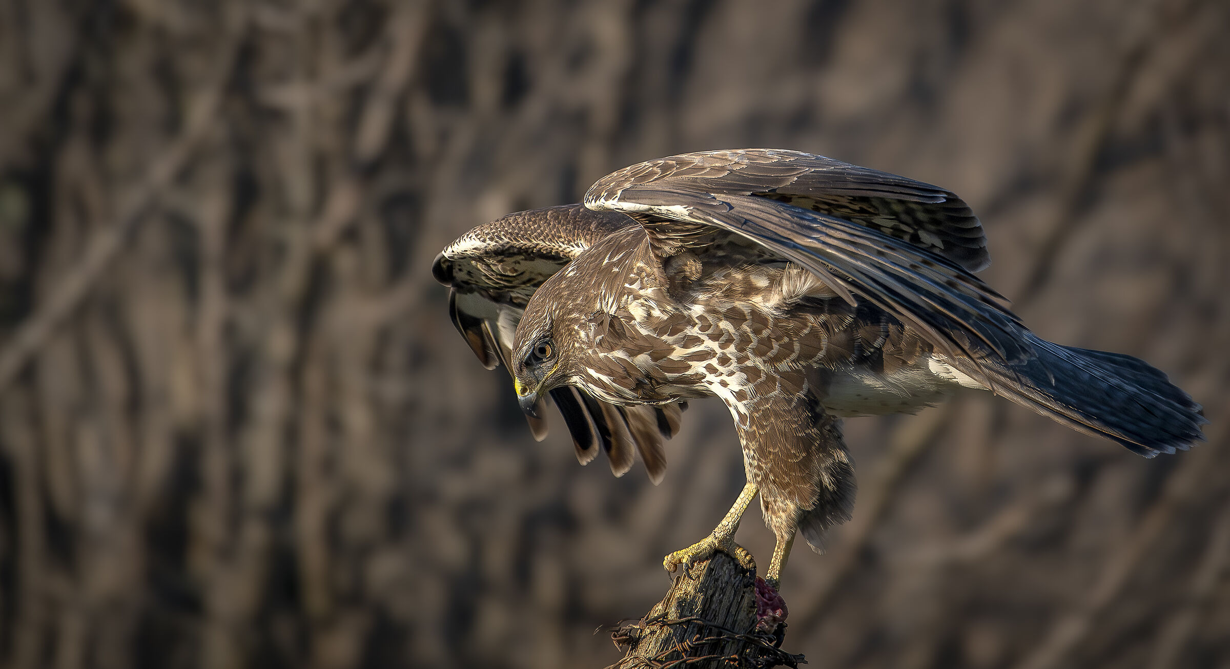Buzzard