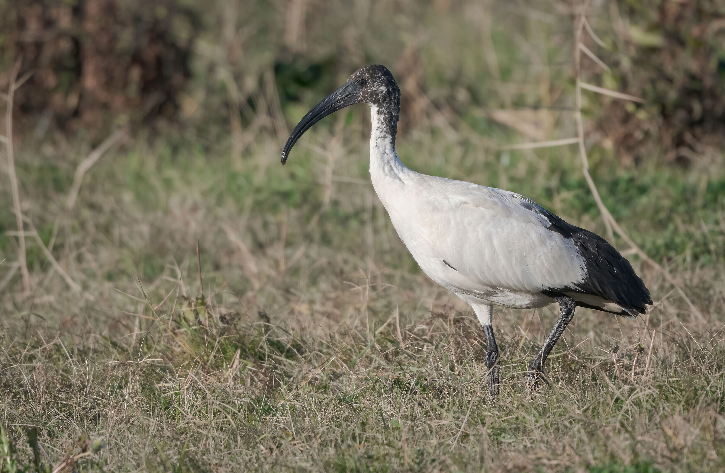 Sacred Ibis