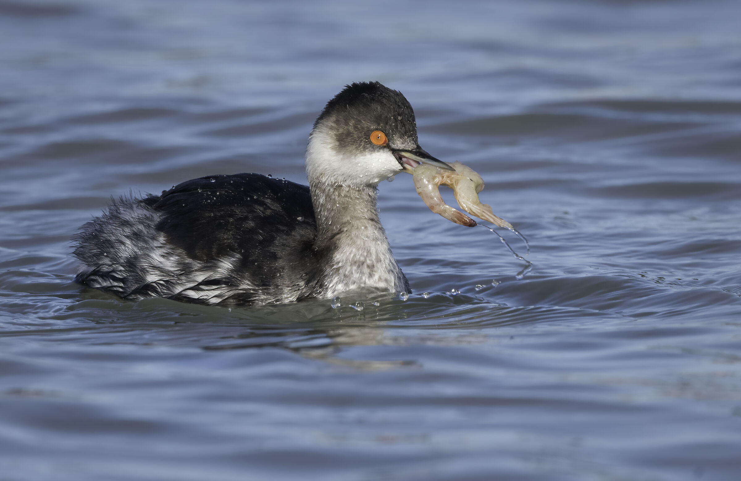 Black-necked grebe