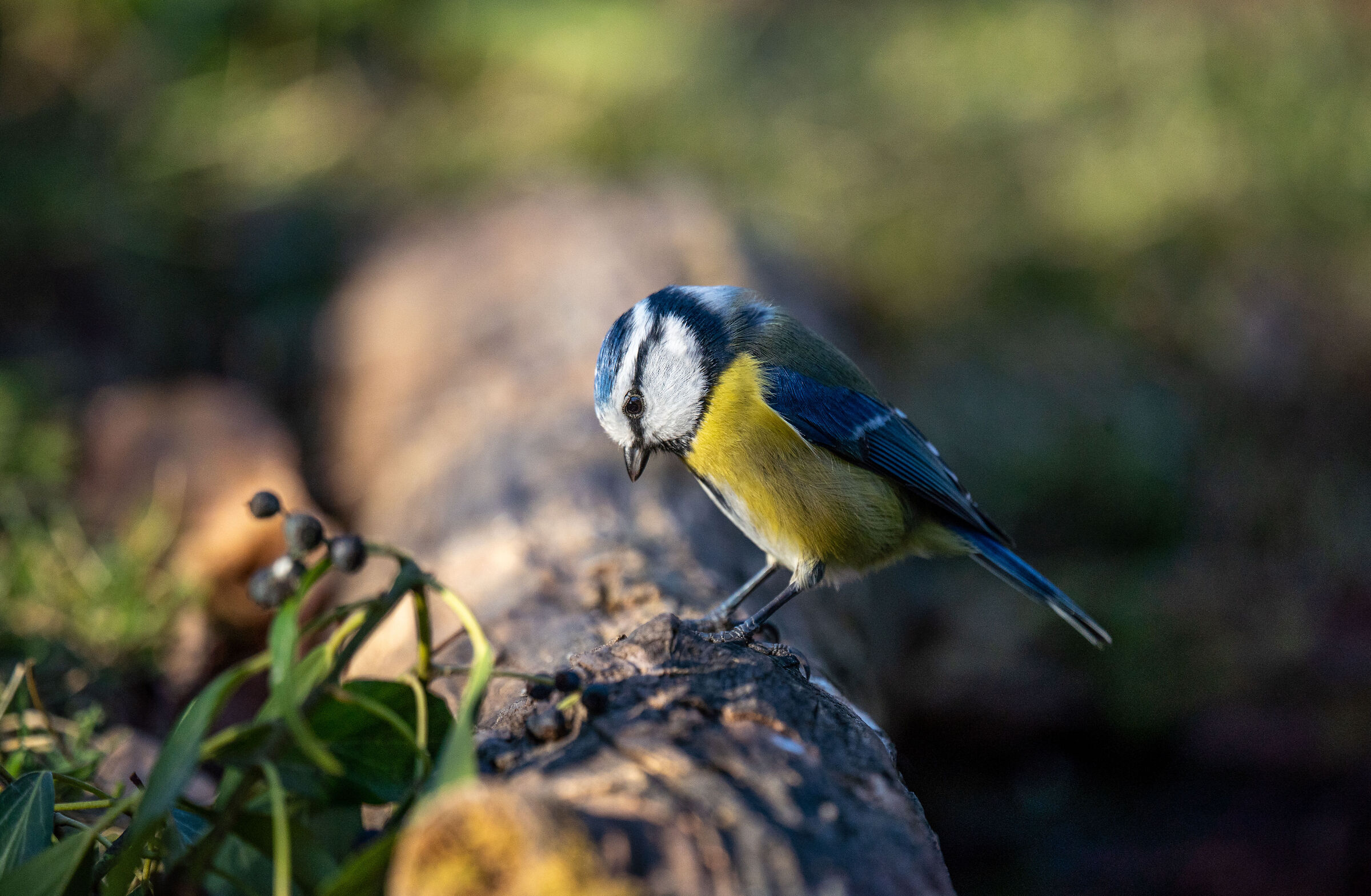 Pensive Blue