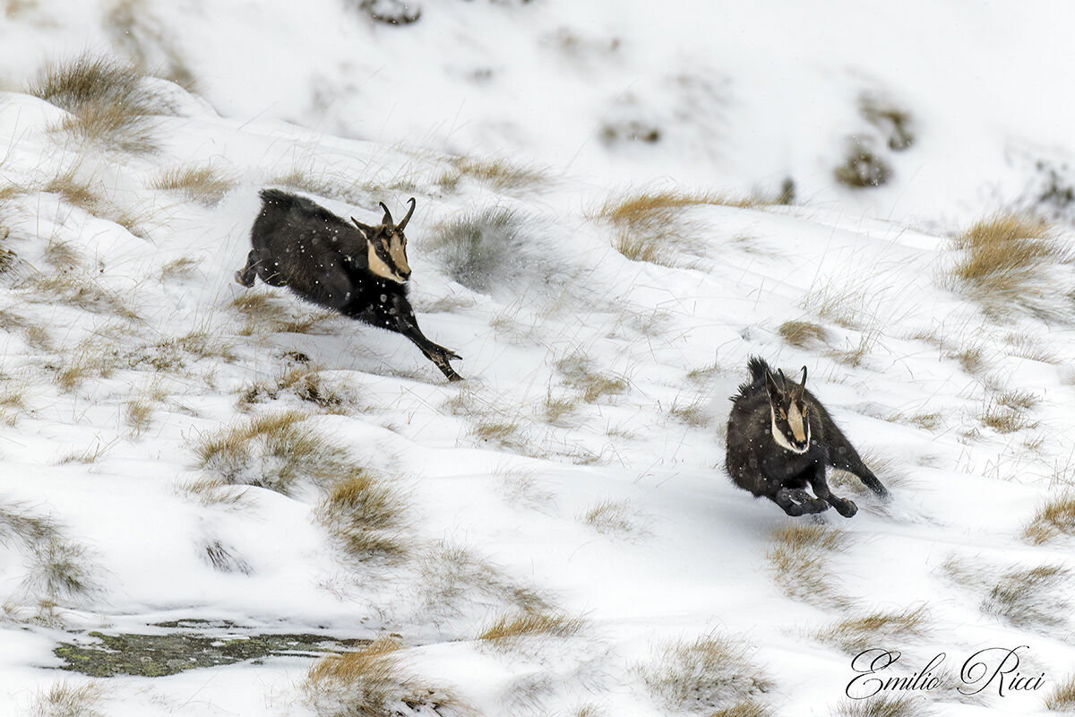 Chamois