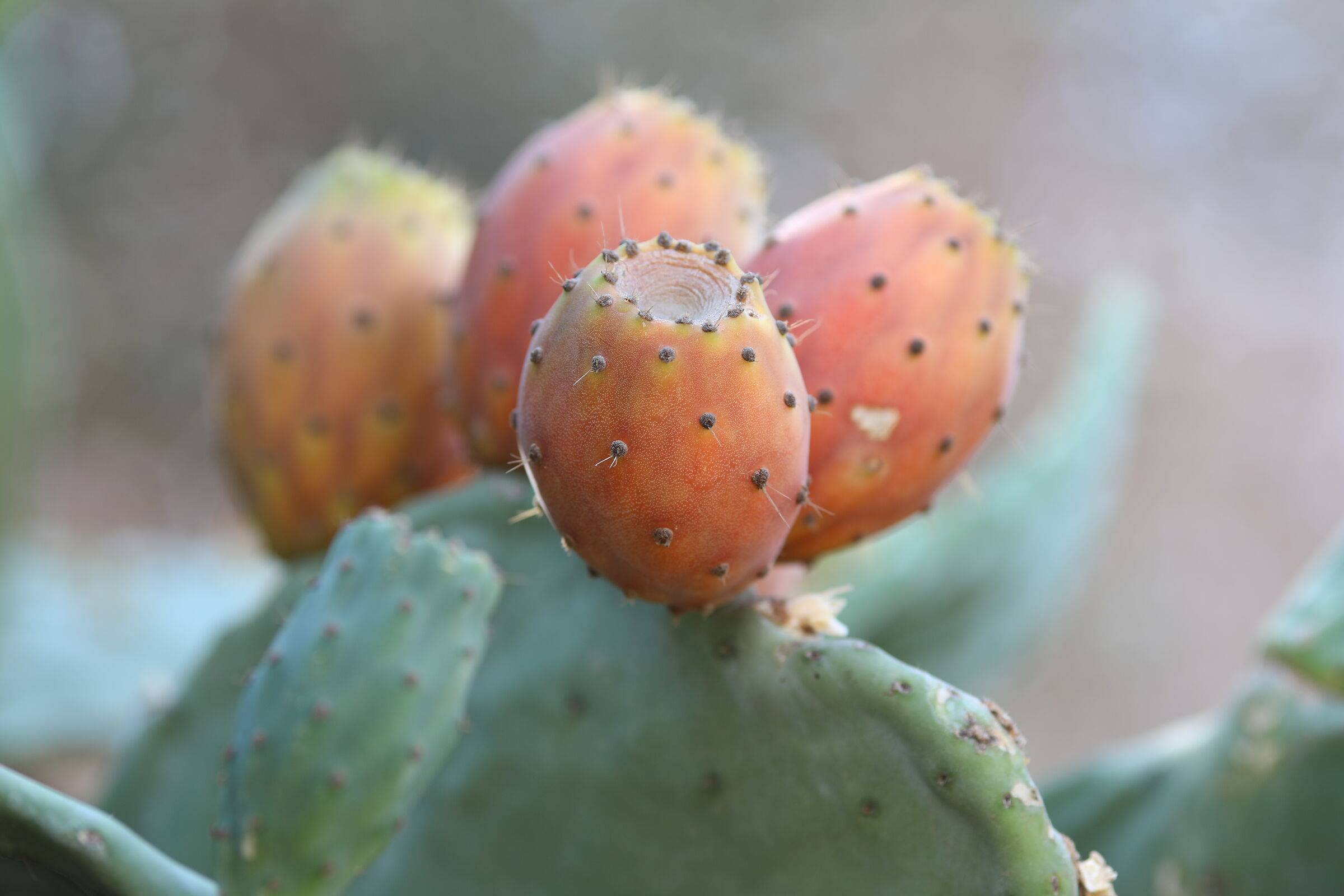 " Crop 189 " Canon 5 D IV, 135 F. 2 L usm+ TC 1.4 ...