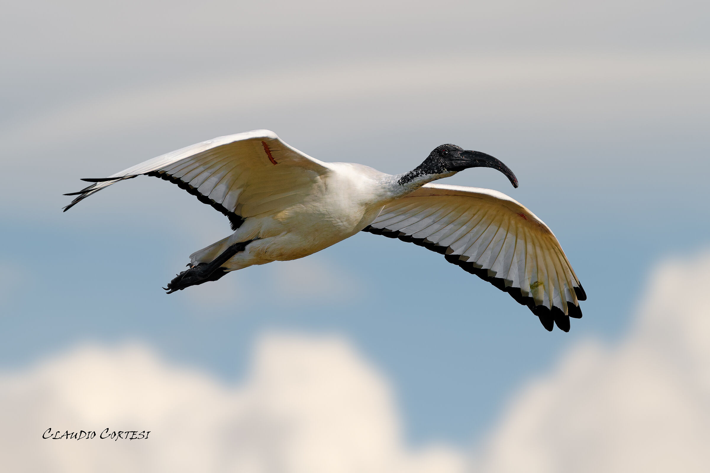 Adult sacred ibis