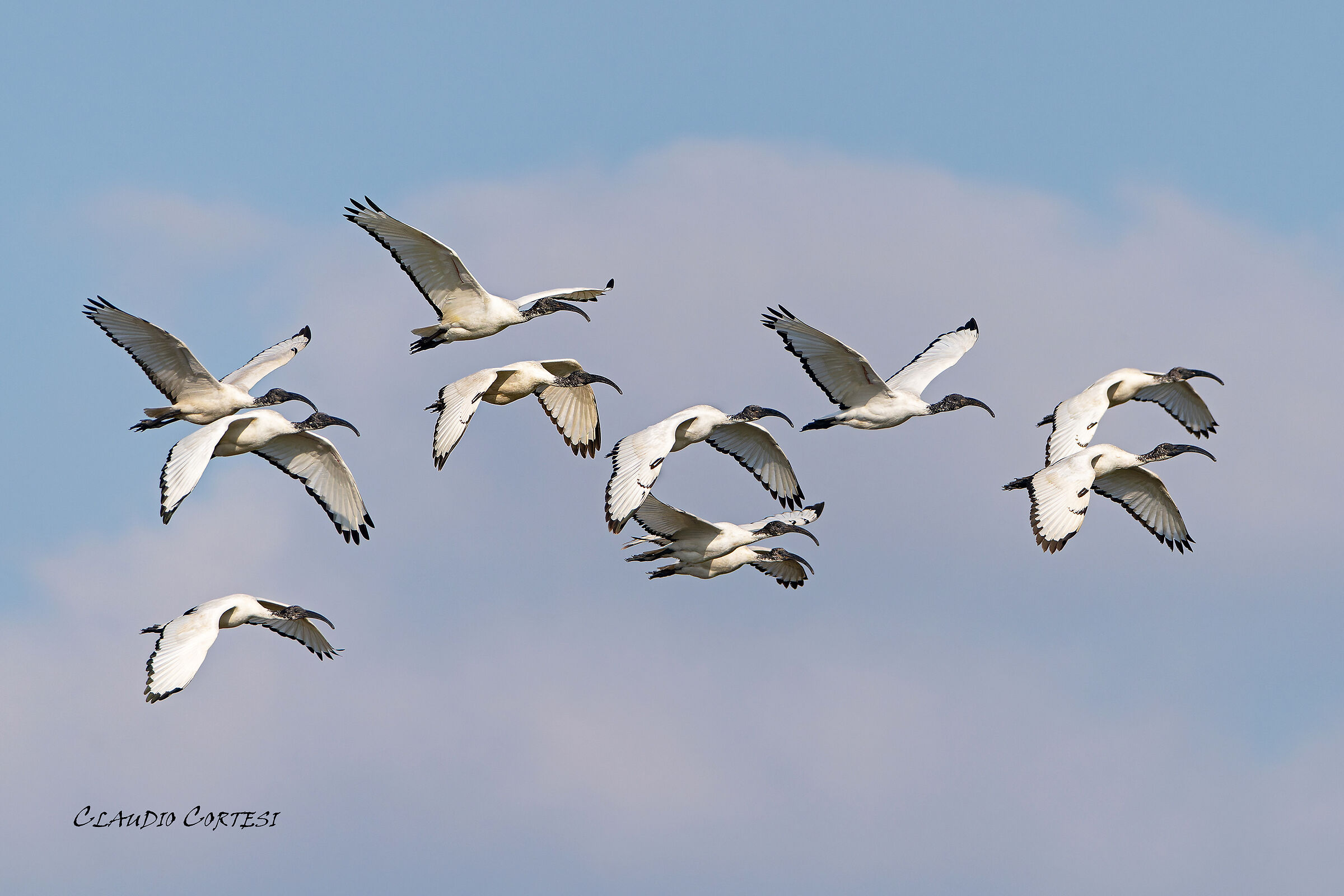 Sacred Ibises
