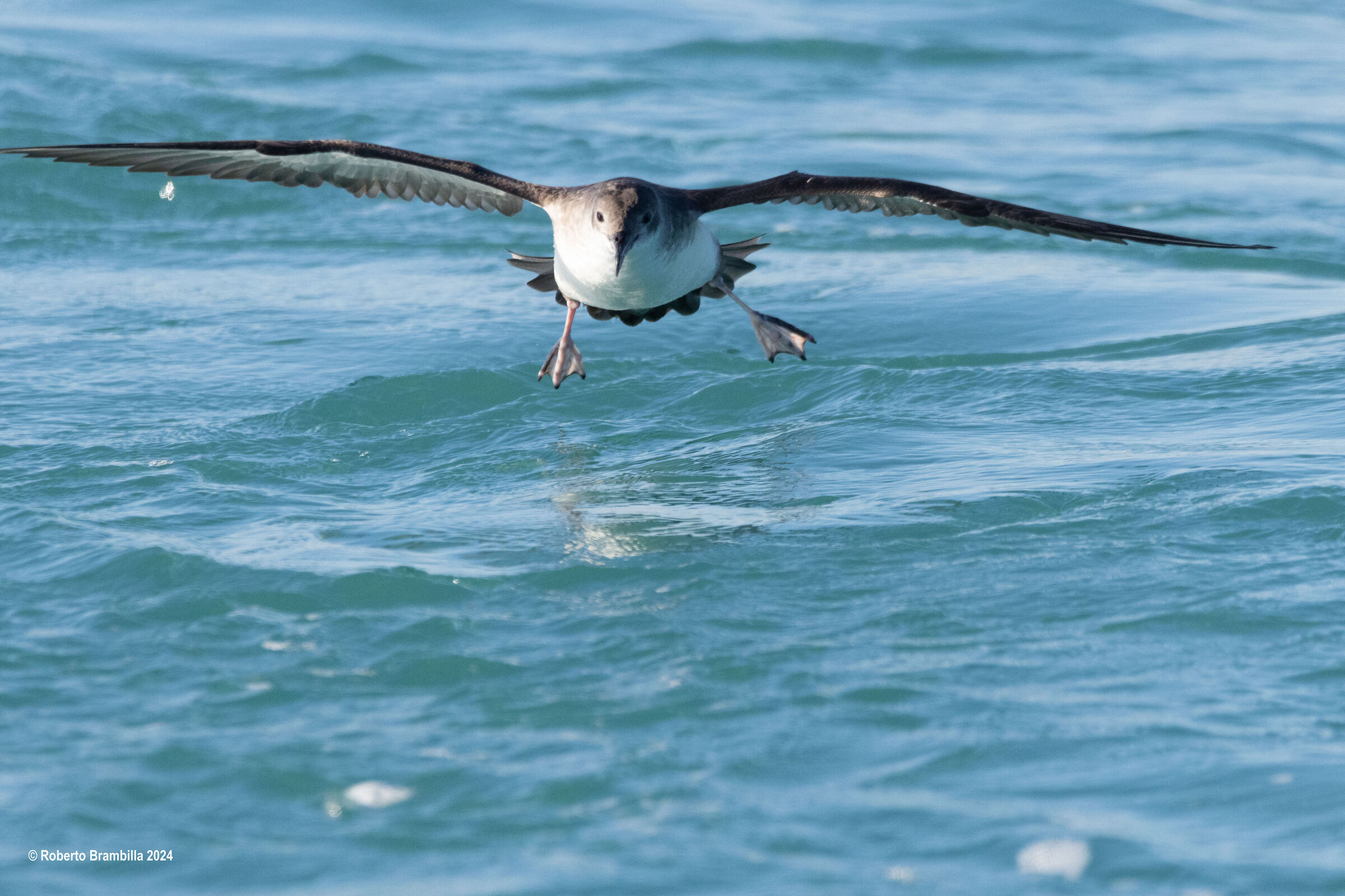 Cory's Shearwater gliding
