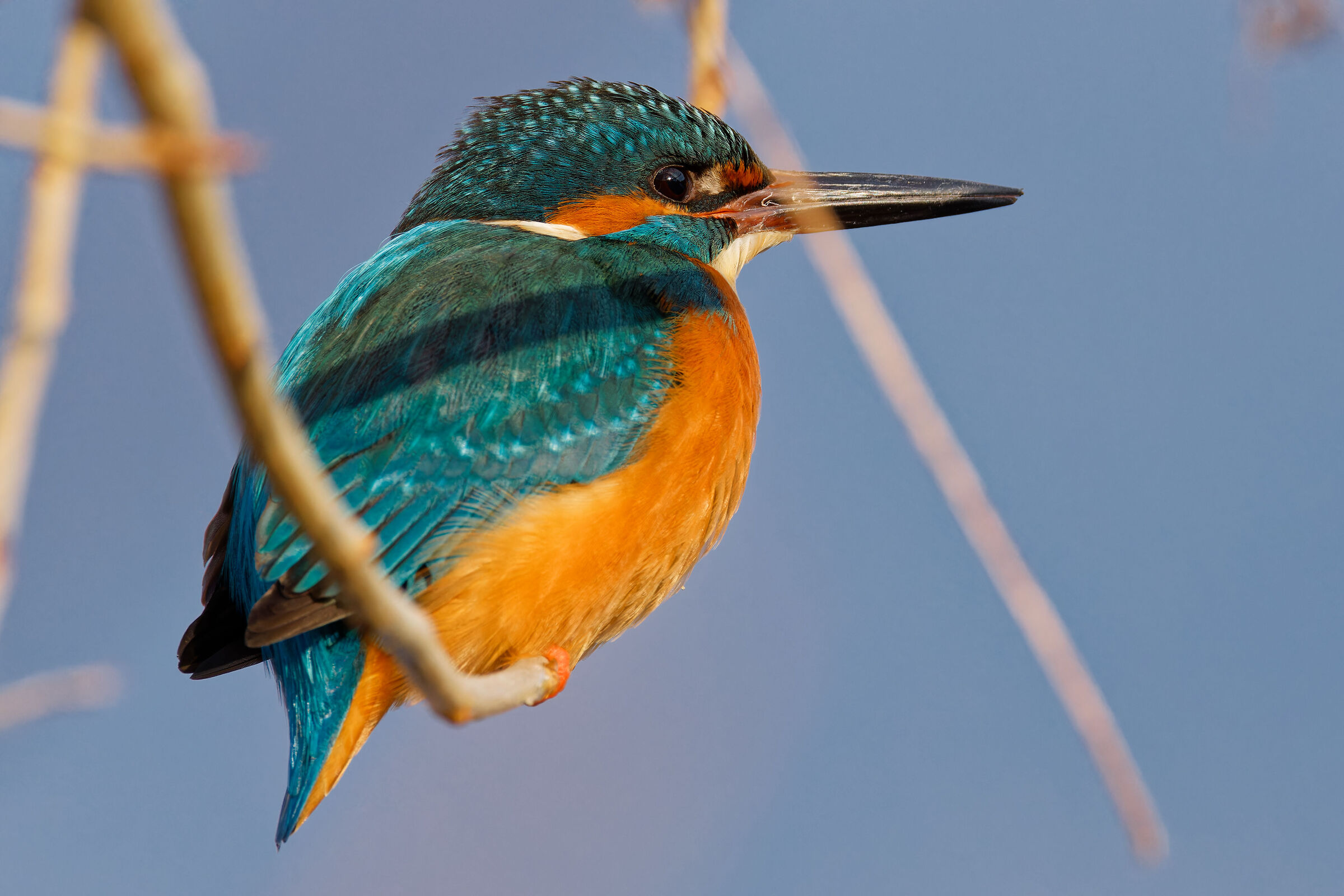 Kingfisher