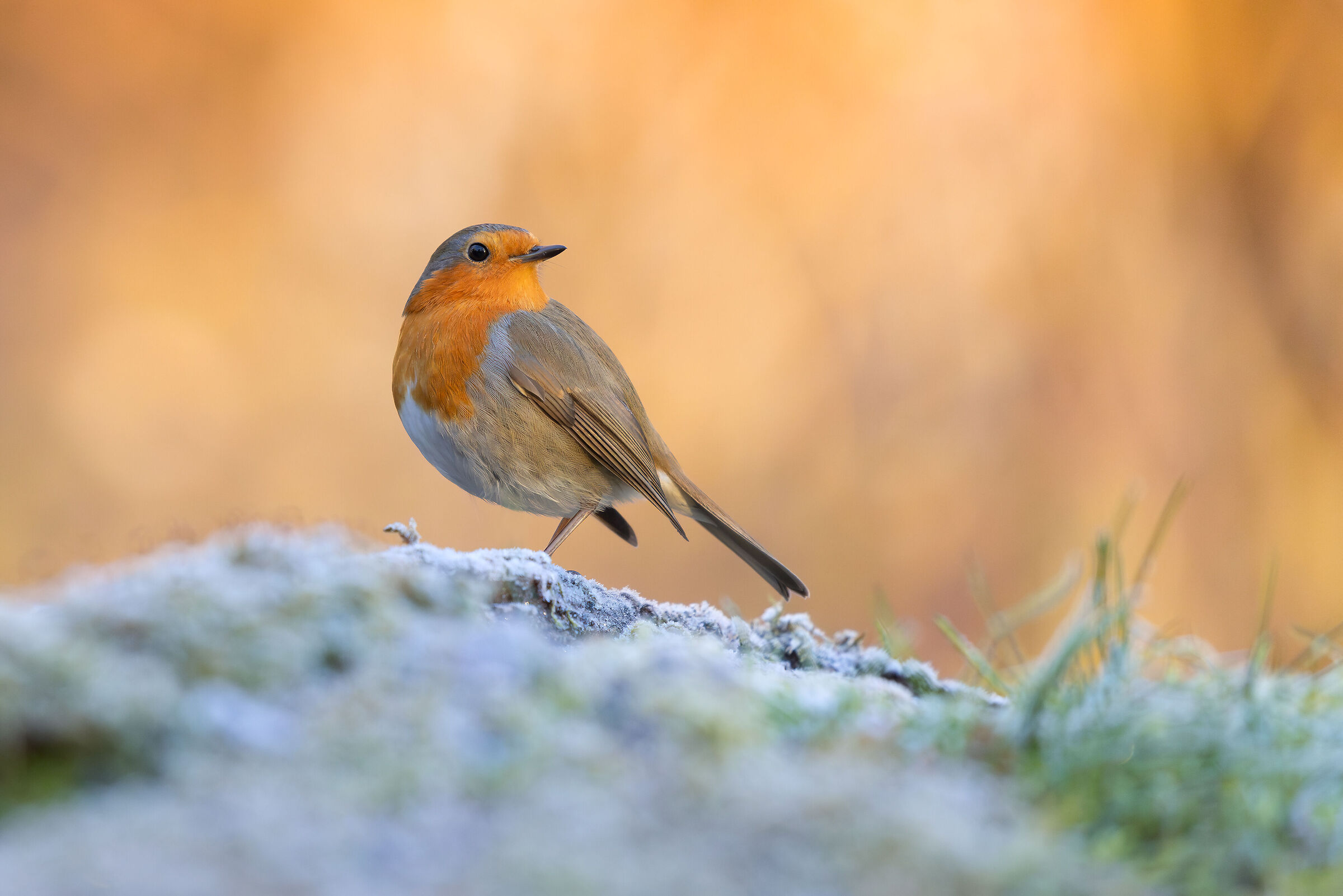 In the morning frost