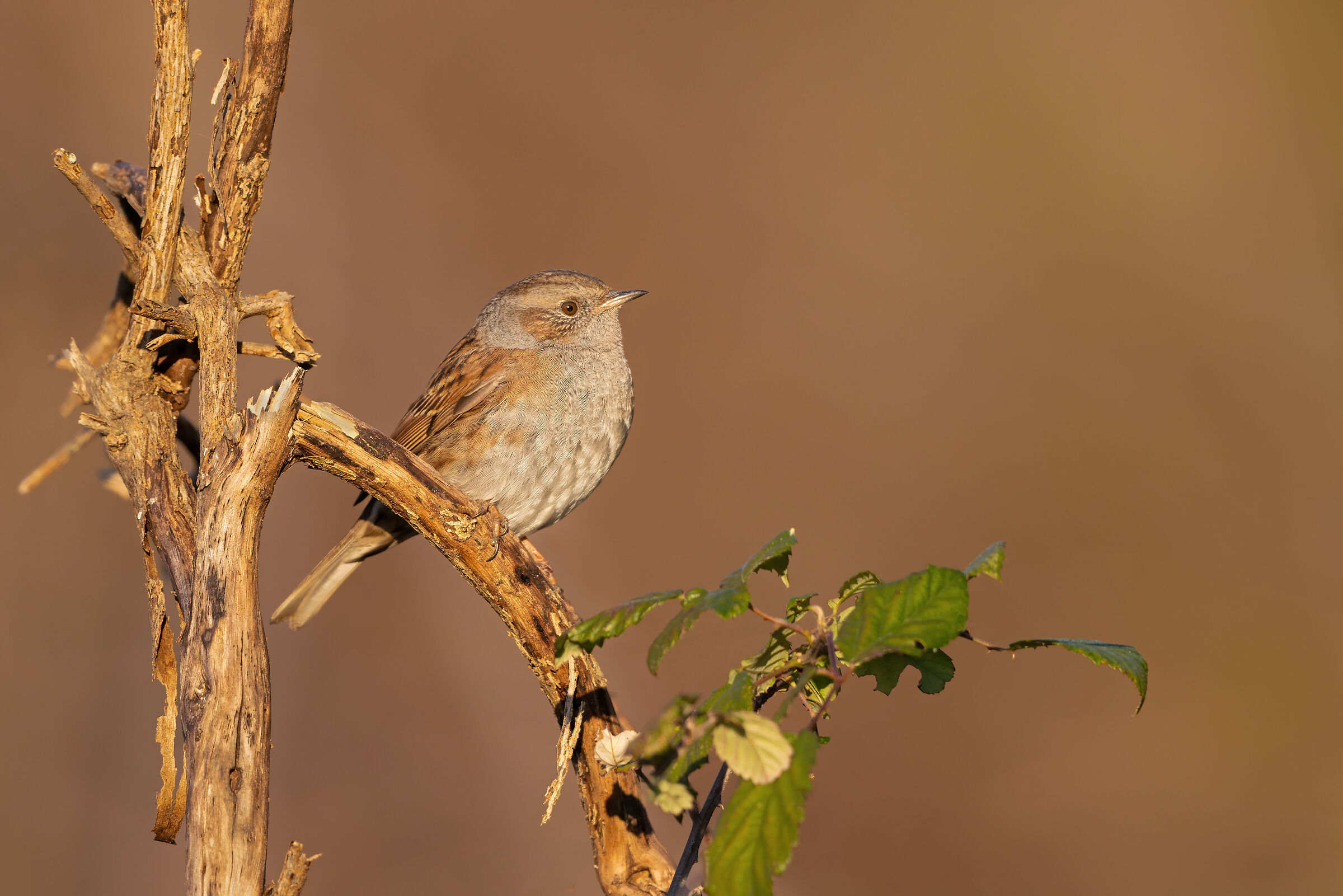 Dunnock