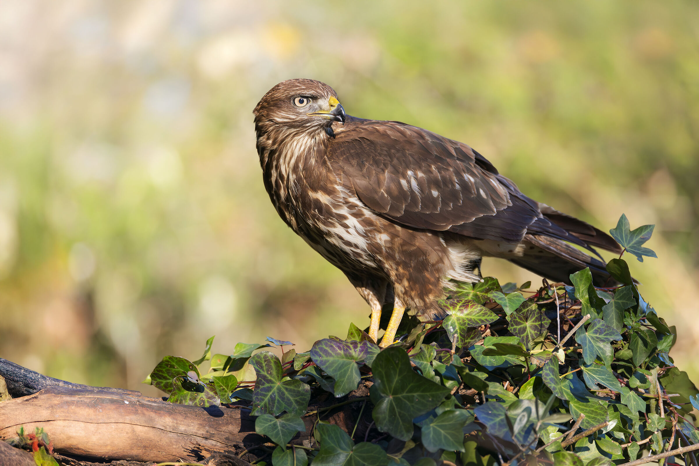 buzzard
