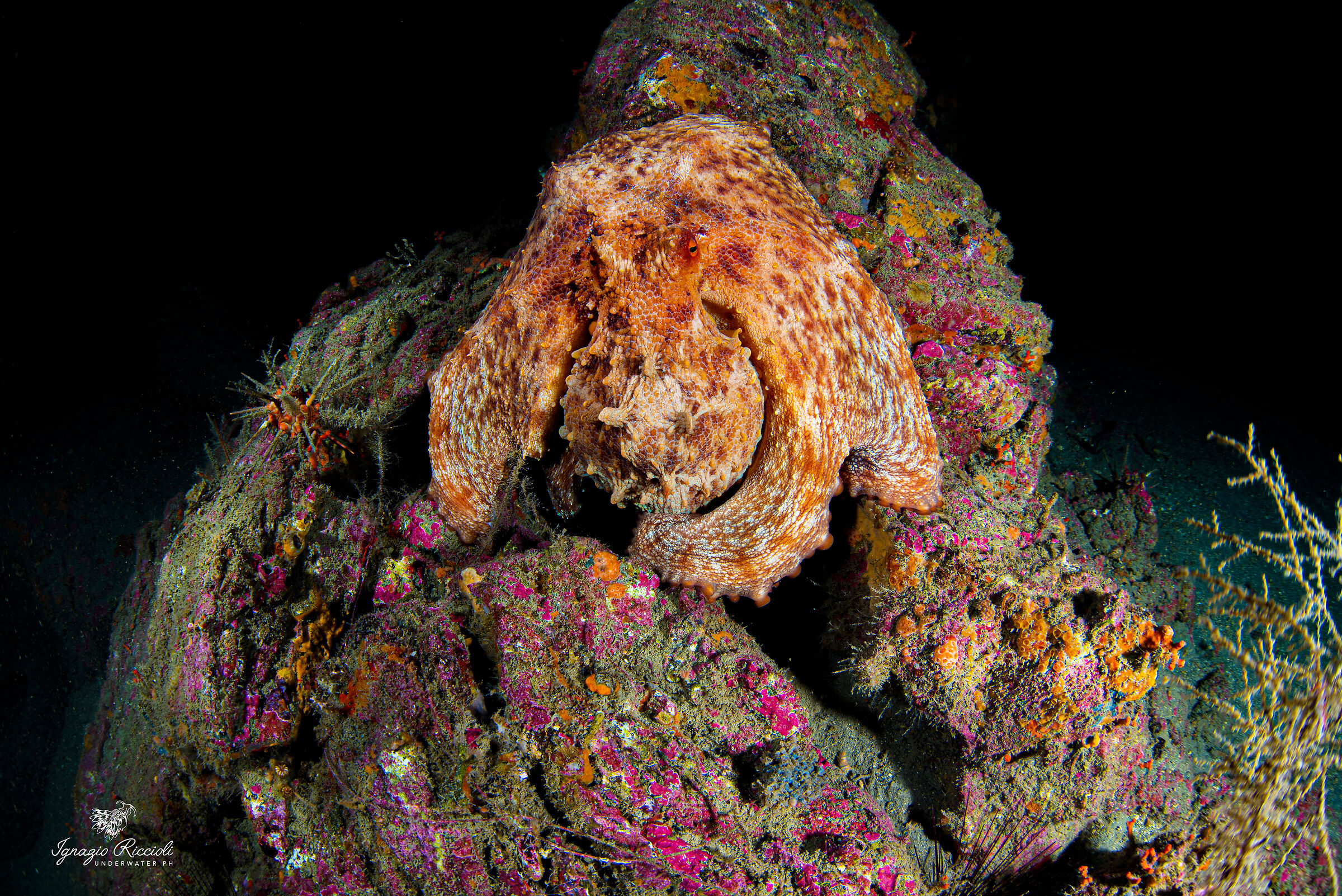 Octopus vulgaris