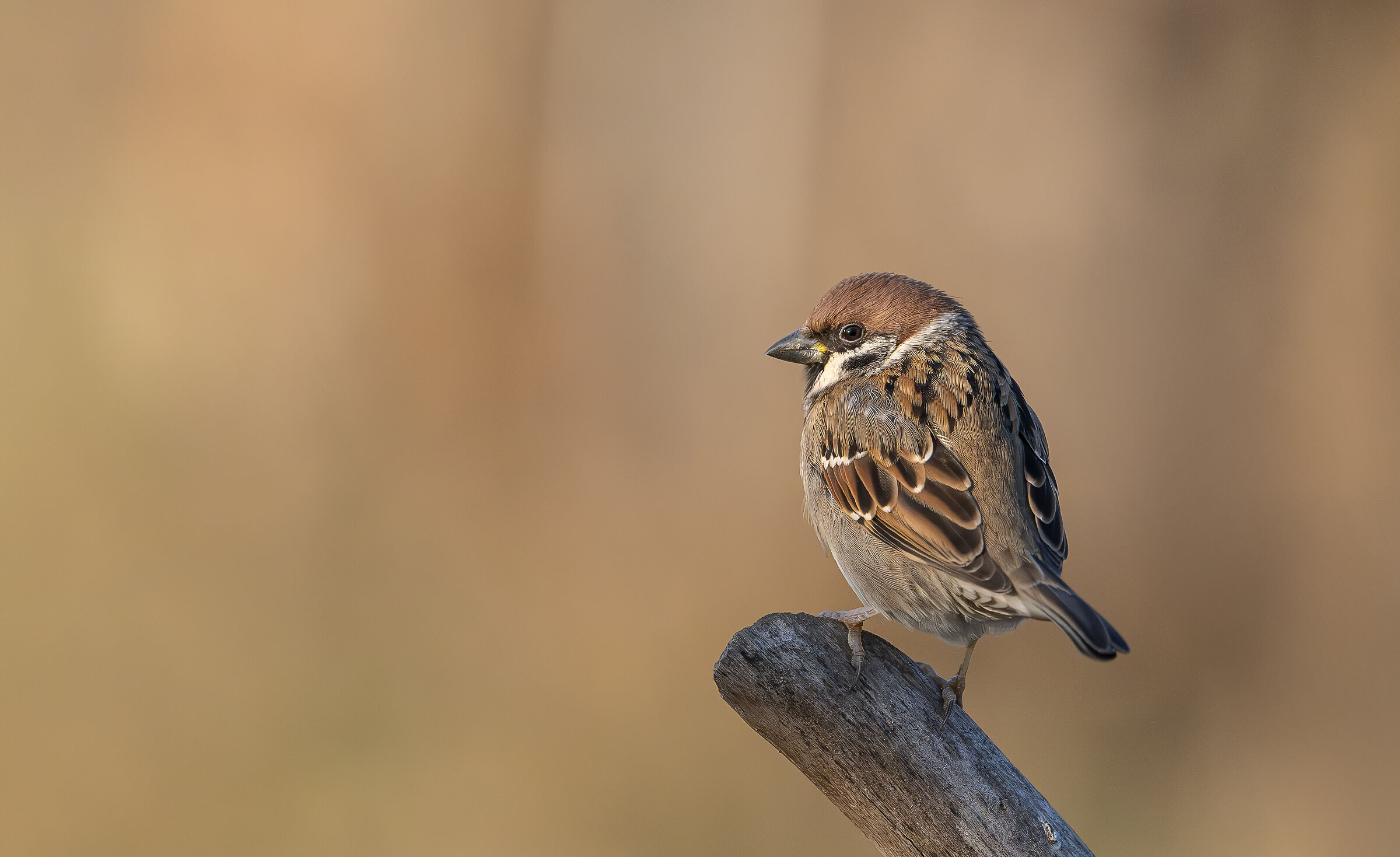 Wild Sparrow