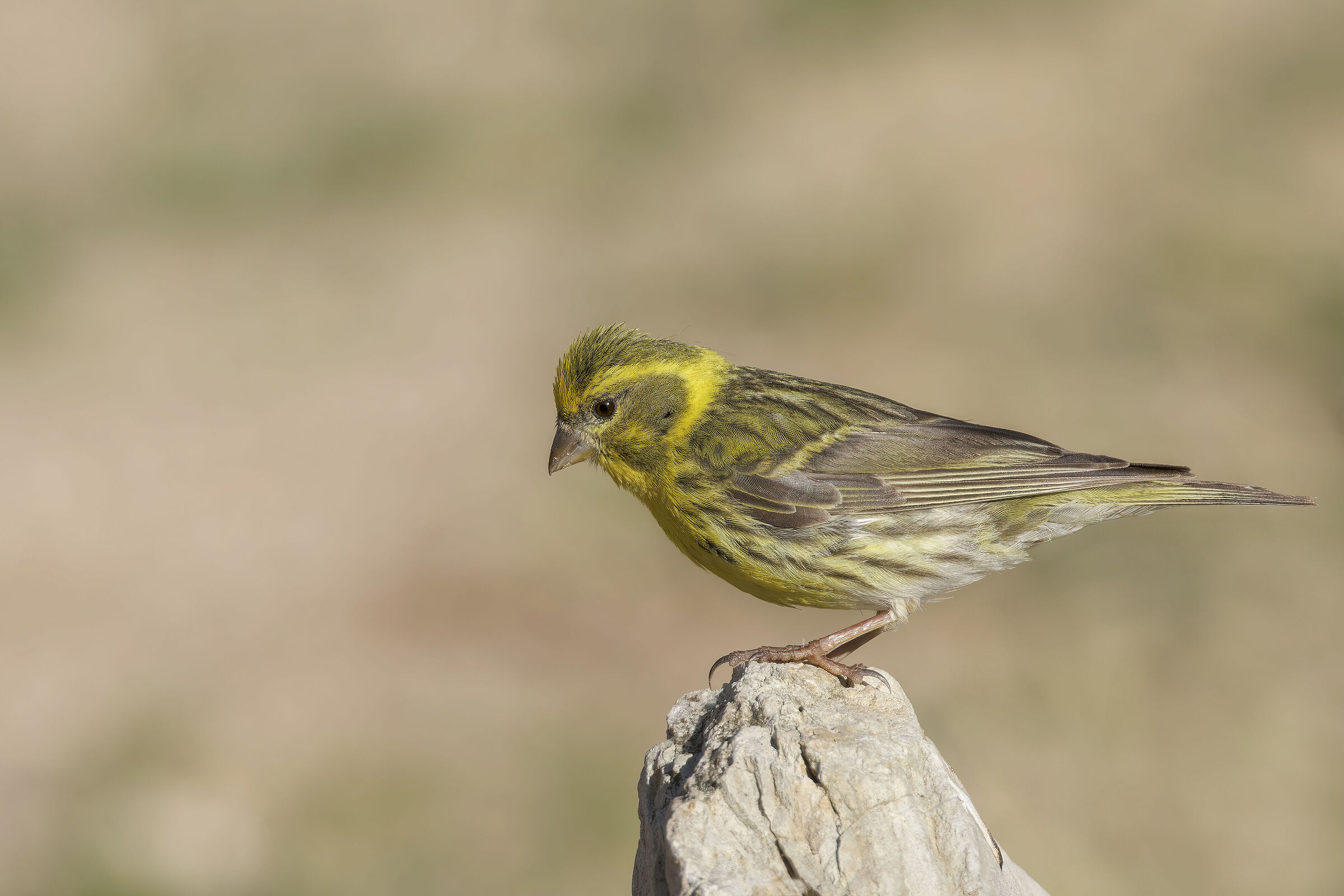 Verzellino (Serinus serinus)