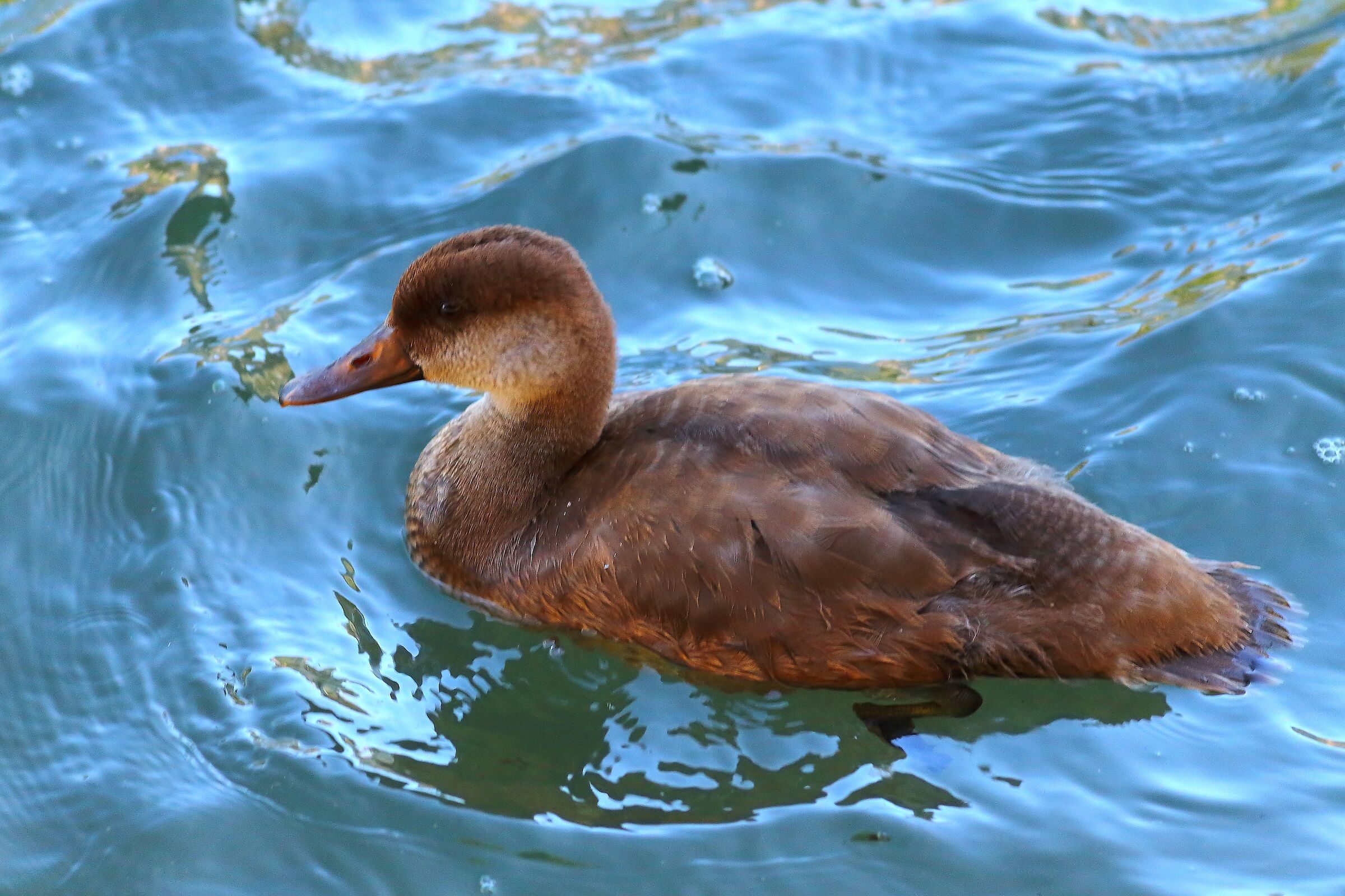 Fistione N 09 settembre 2024 - 0195