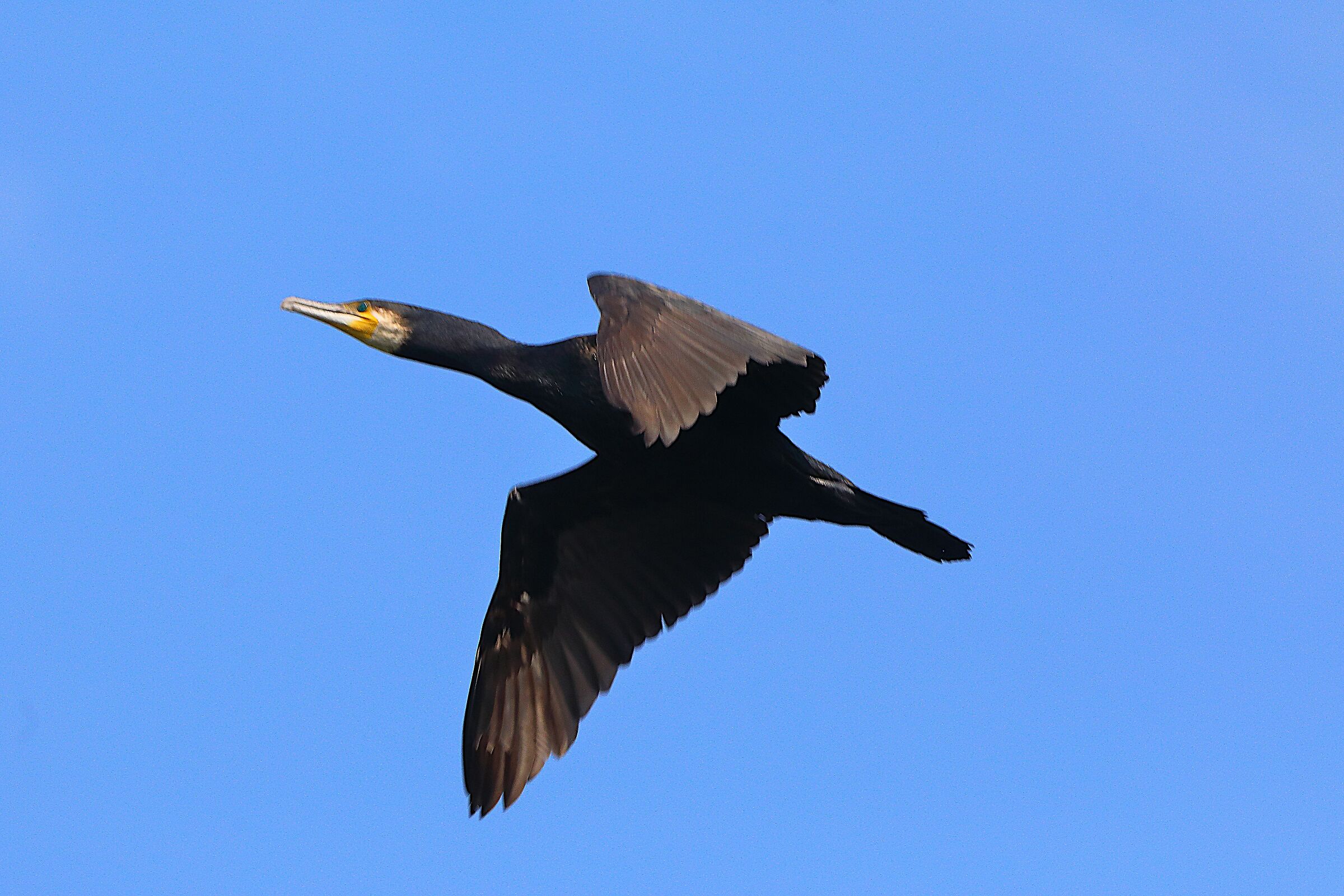 Cormorano 07 agosto 2024 - 0197