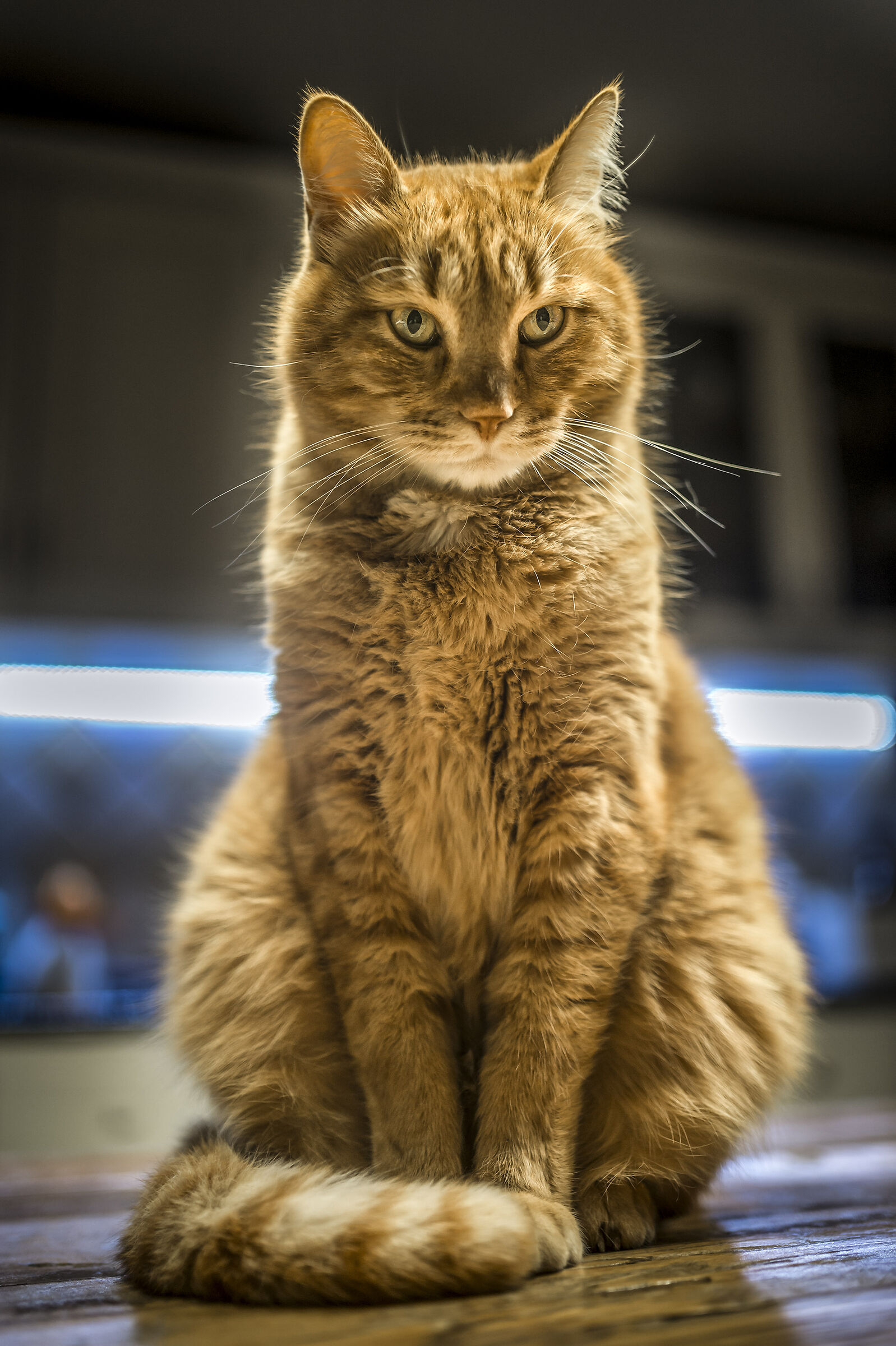 Simba