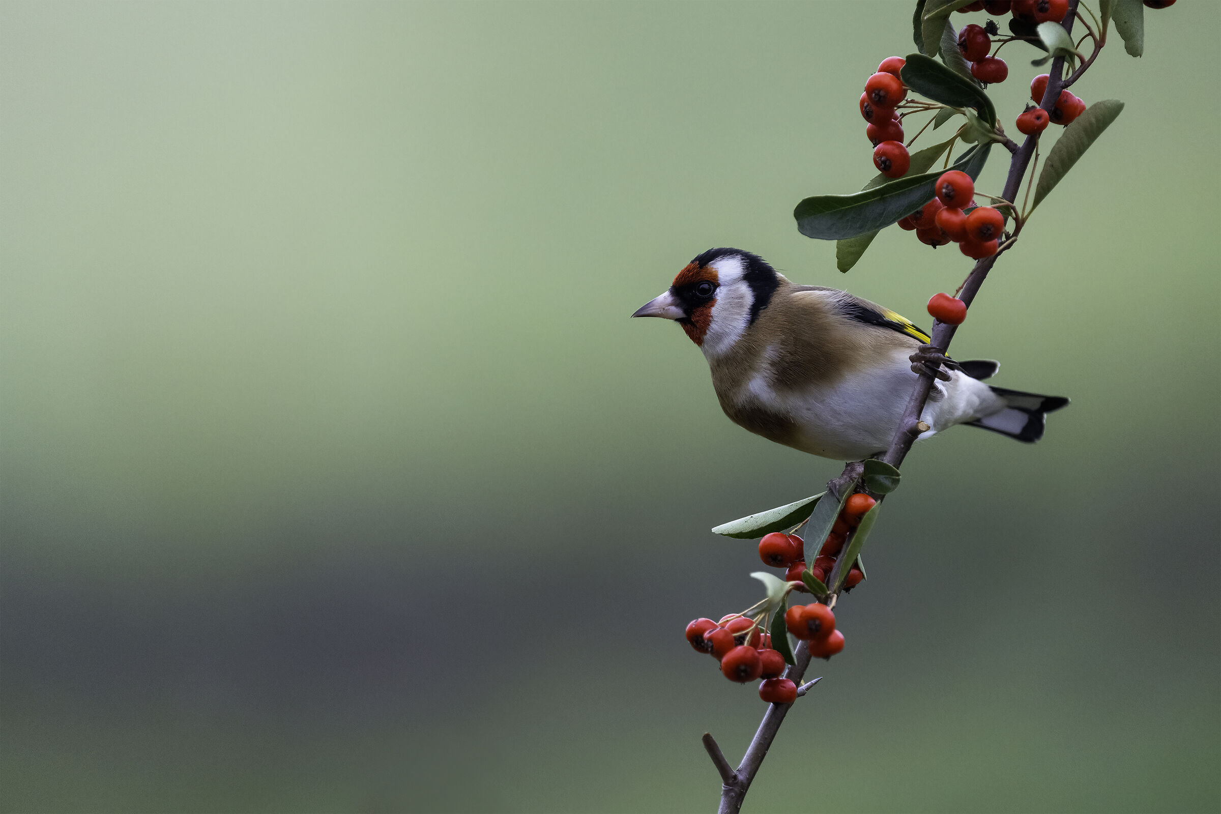 Goldfinch
