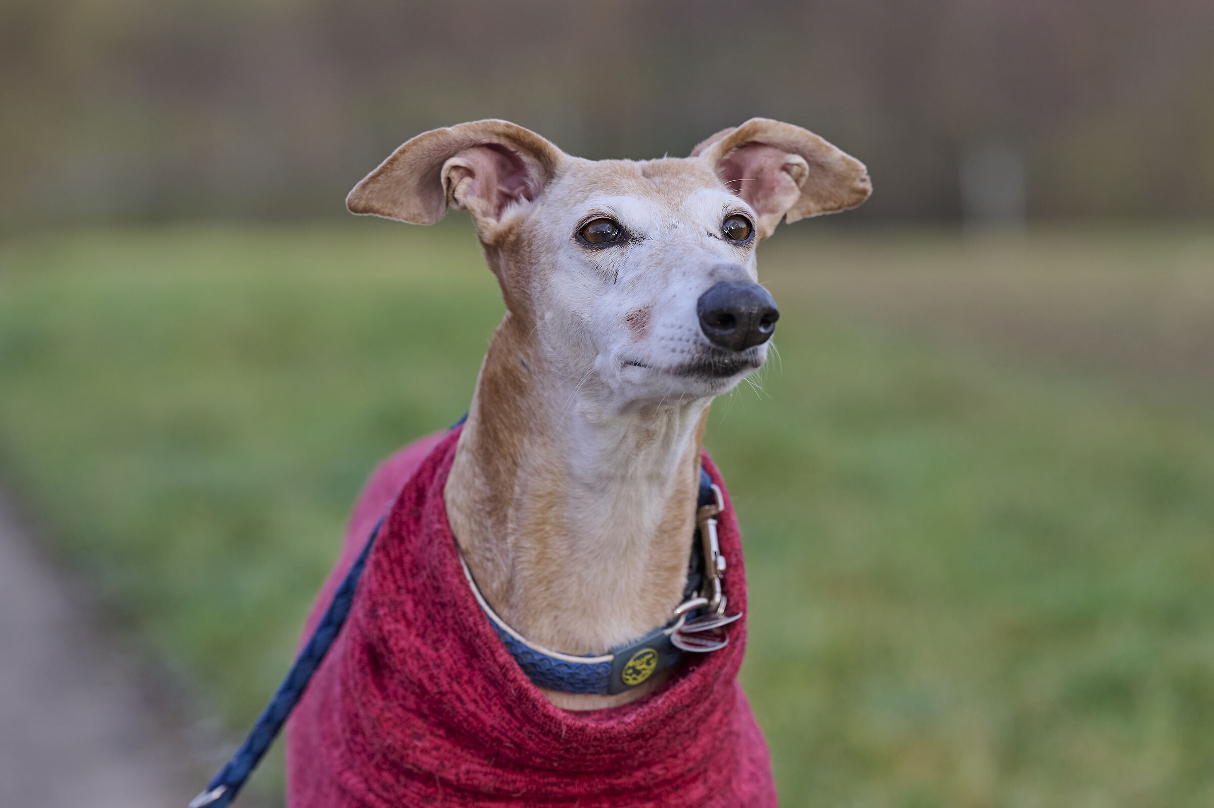 Hera & Smell of the Country