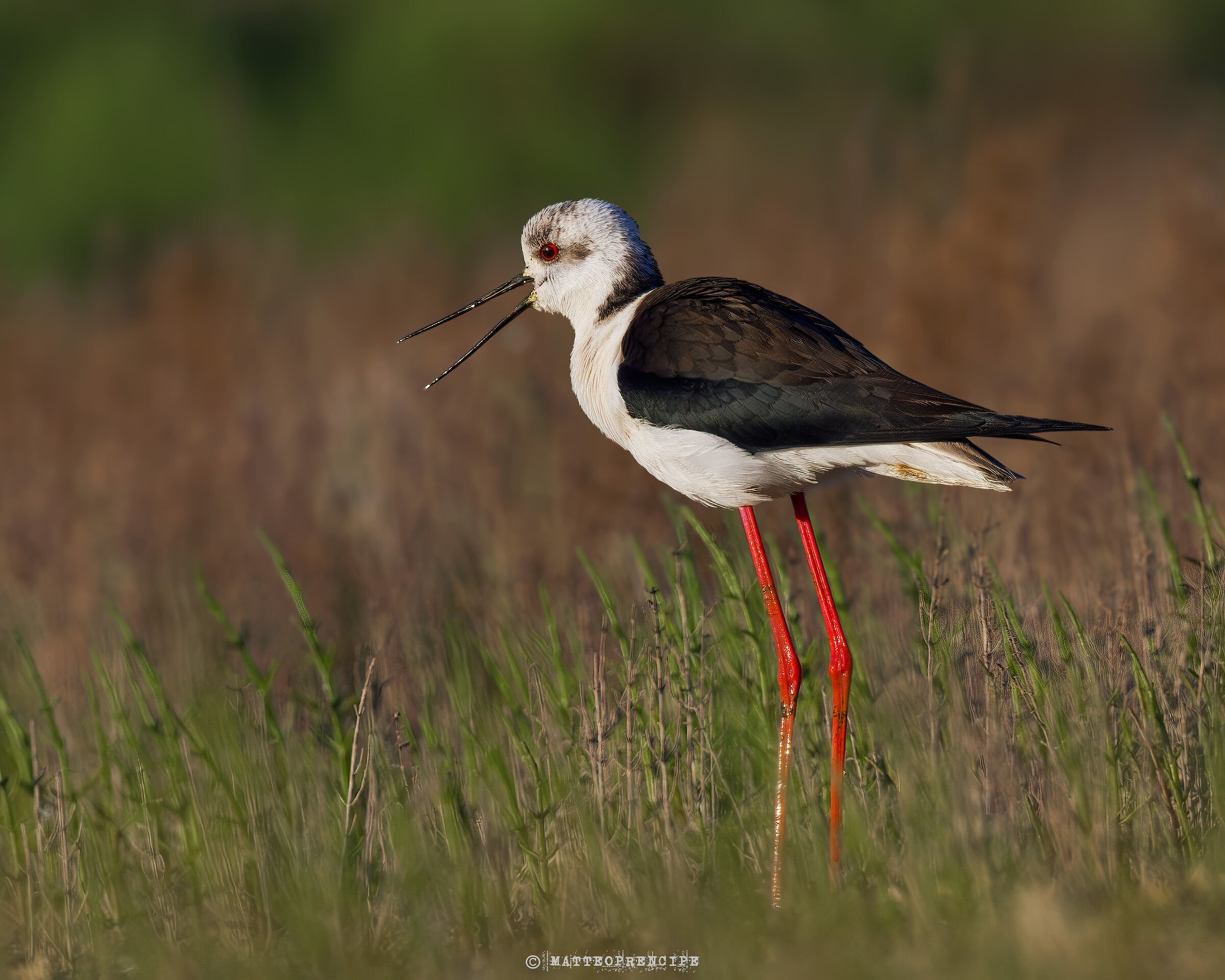 Black-winged Stilt