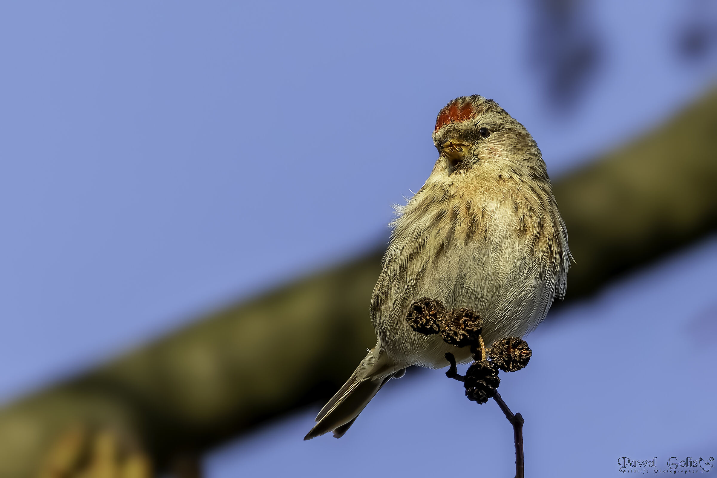 Cardellino (Carduelis carduelis)