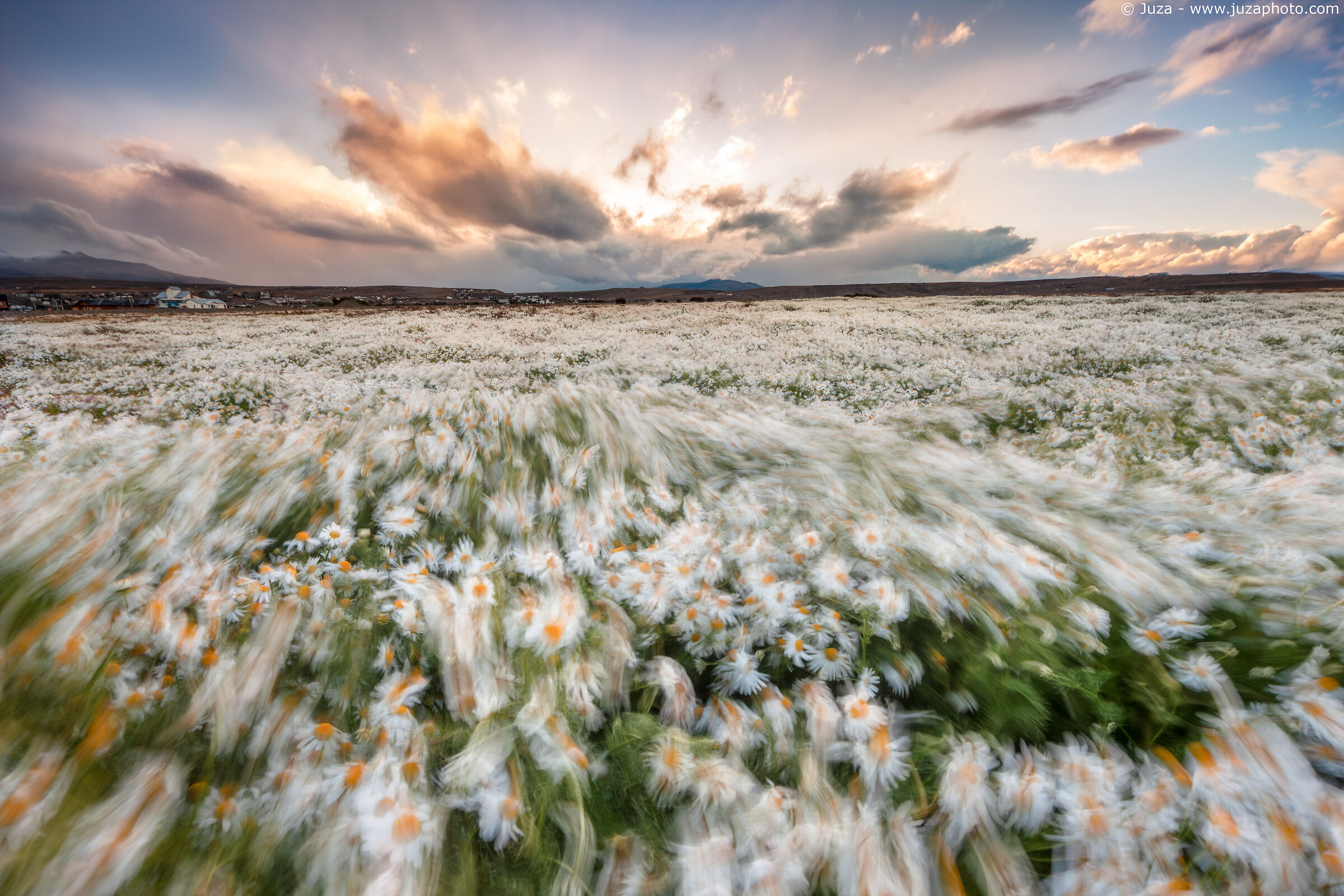The Fields of Argentina