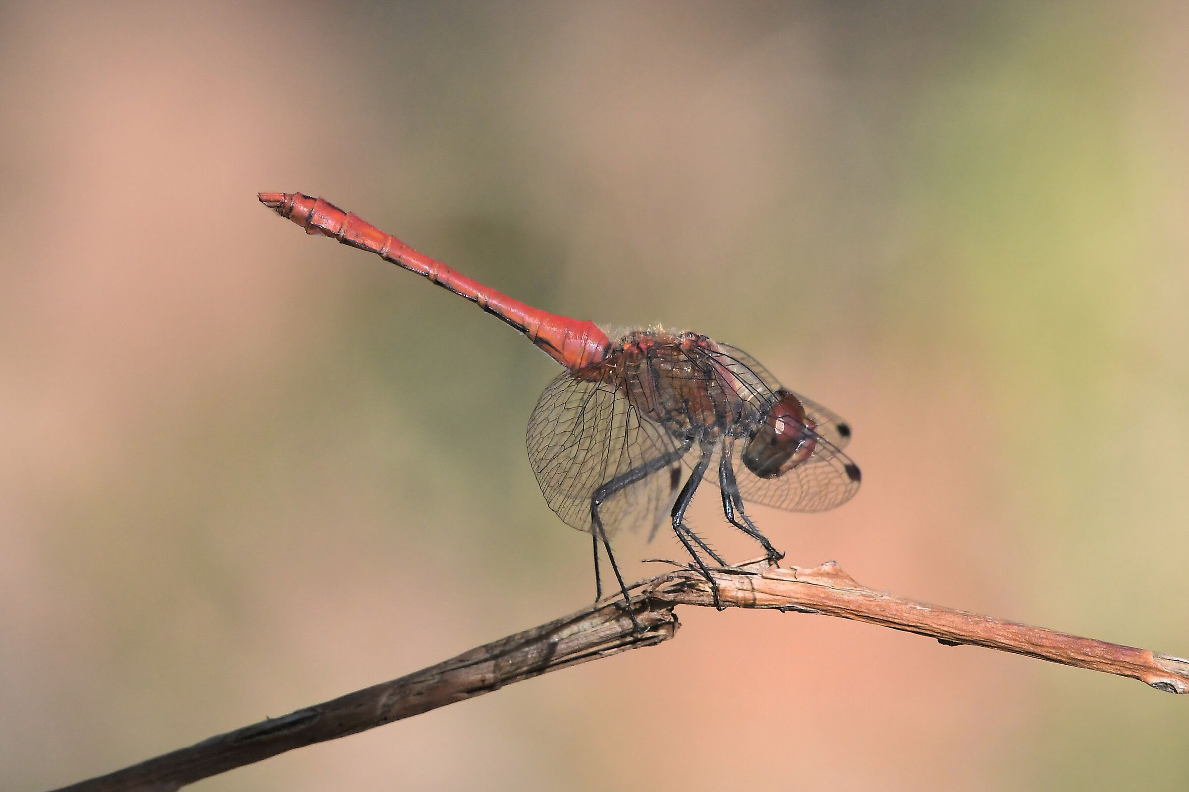 Sympetrum sanguineum