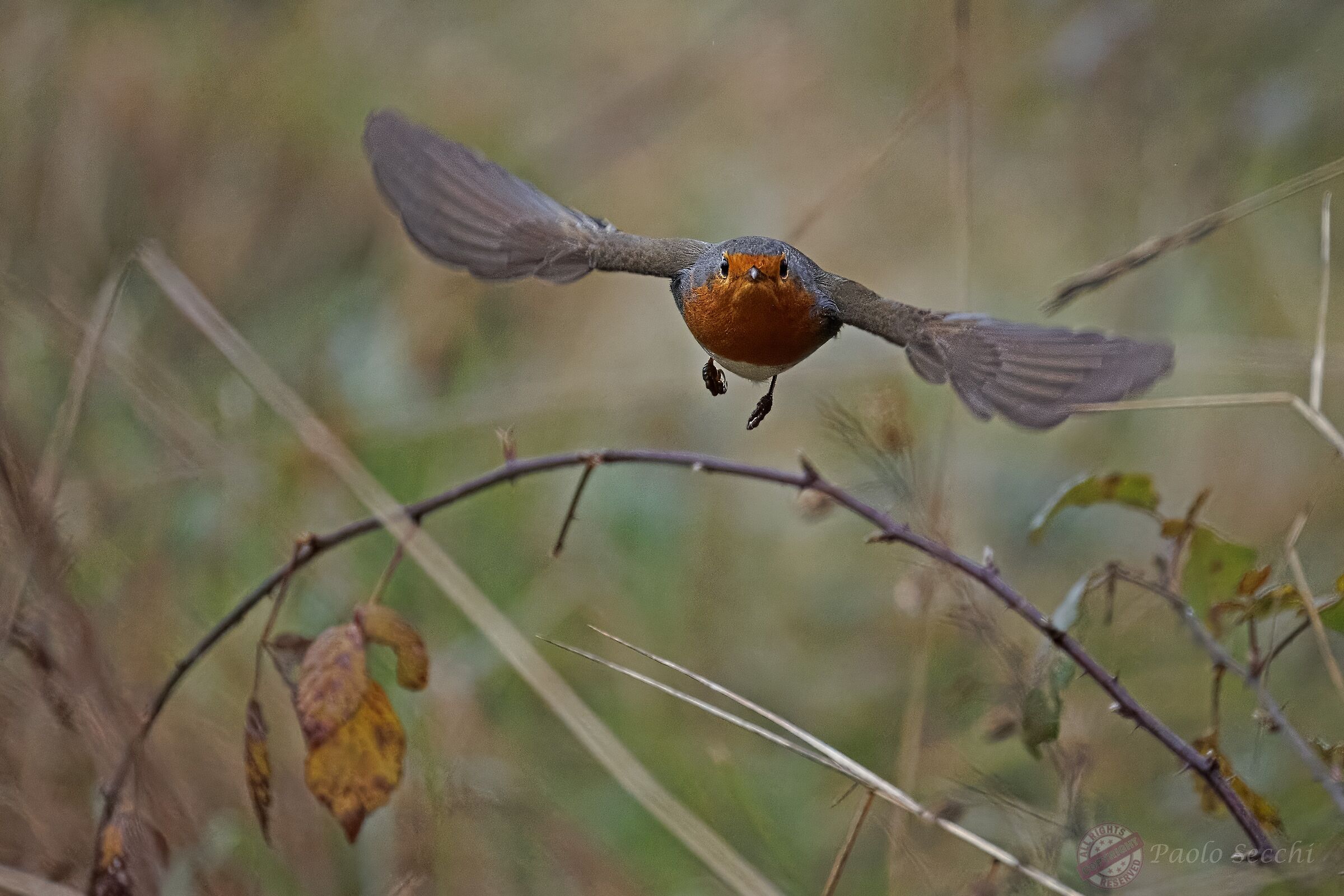 Fly,Robin,Fly