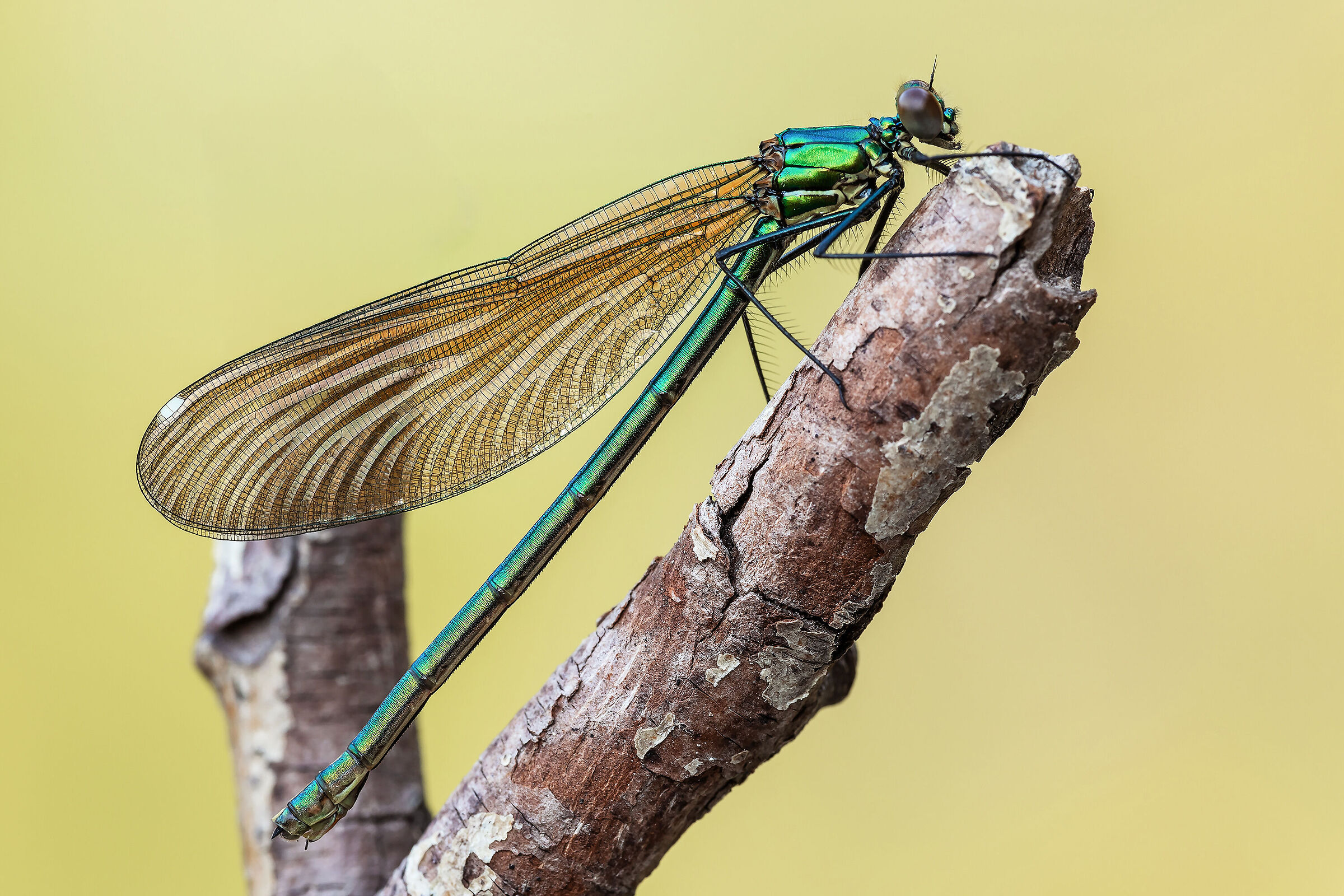 Calopteryx splendens