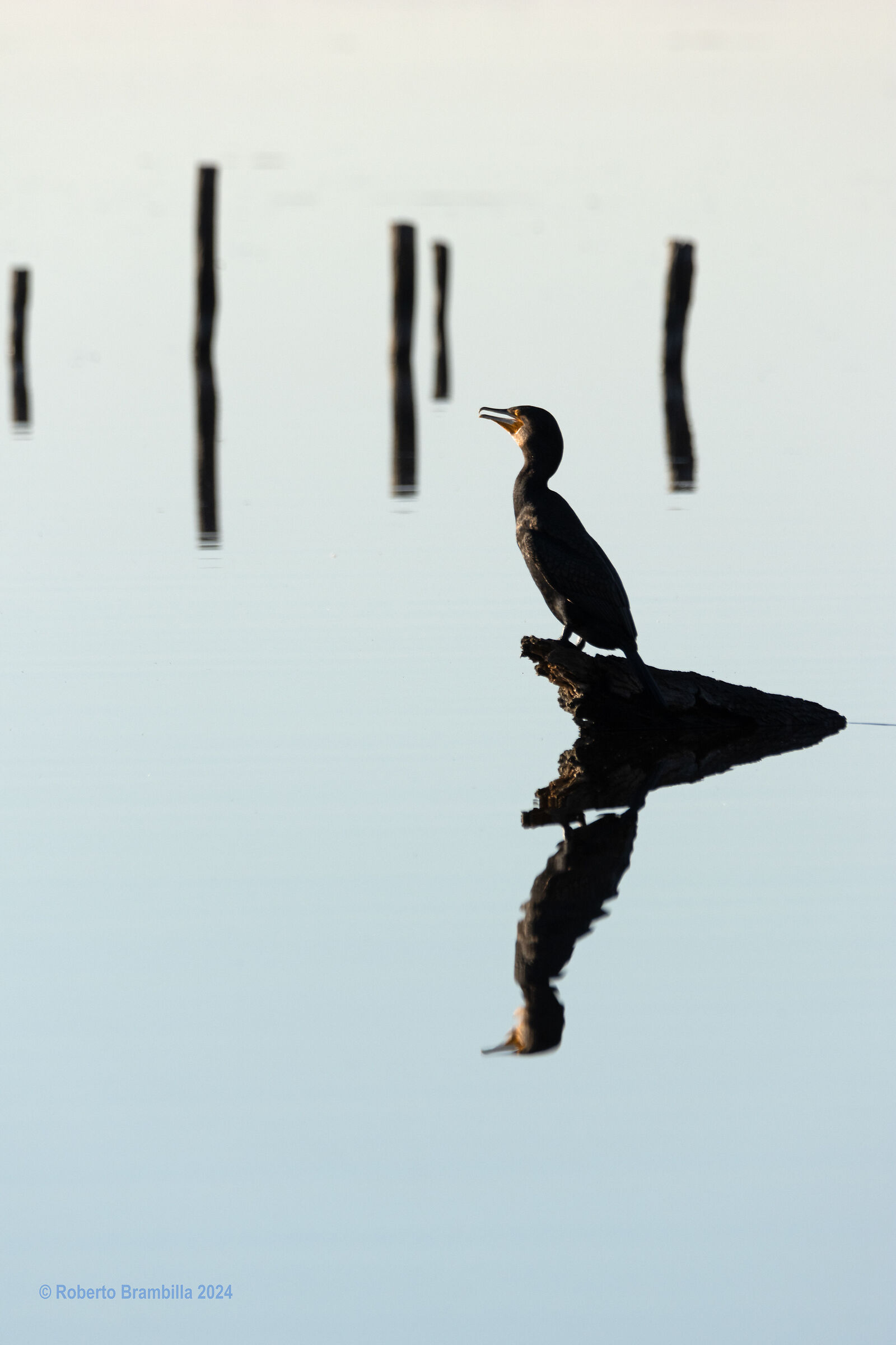 Cormorant