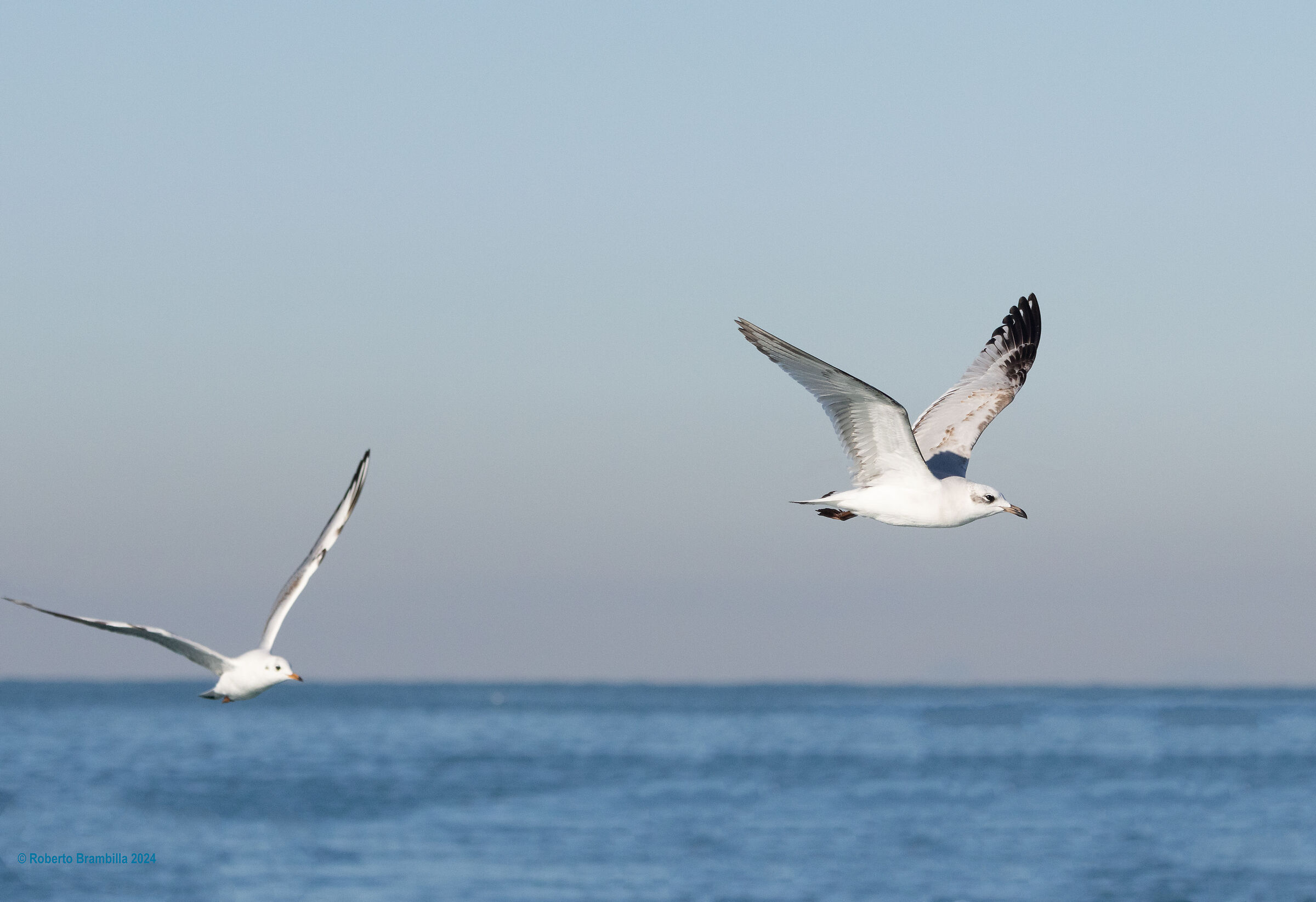 Juvenile Black-headed Gull