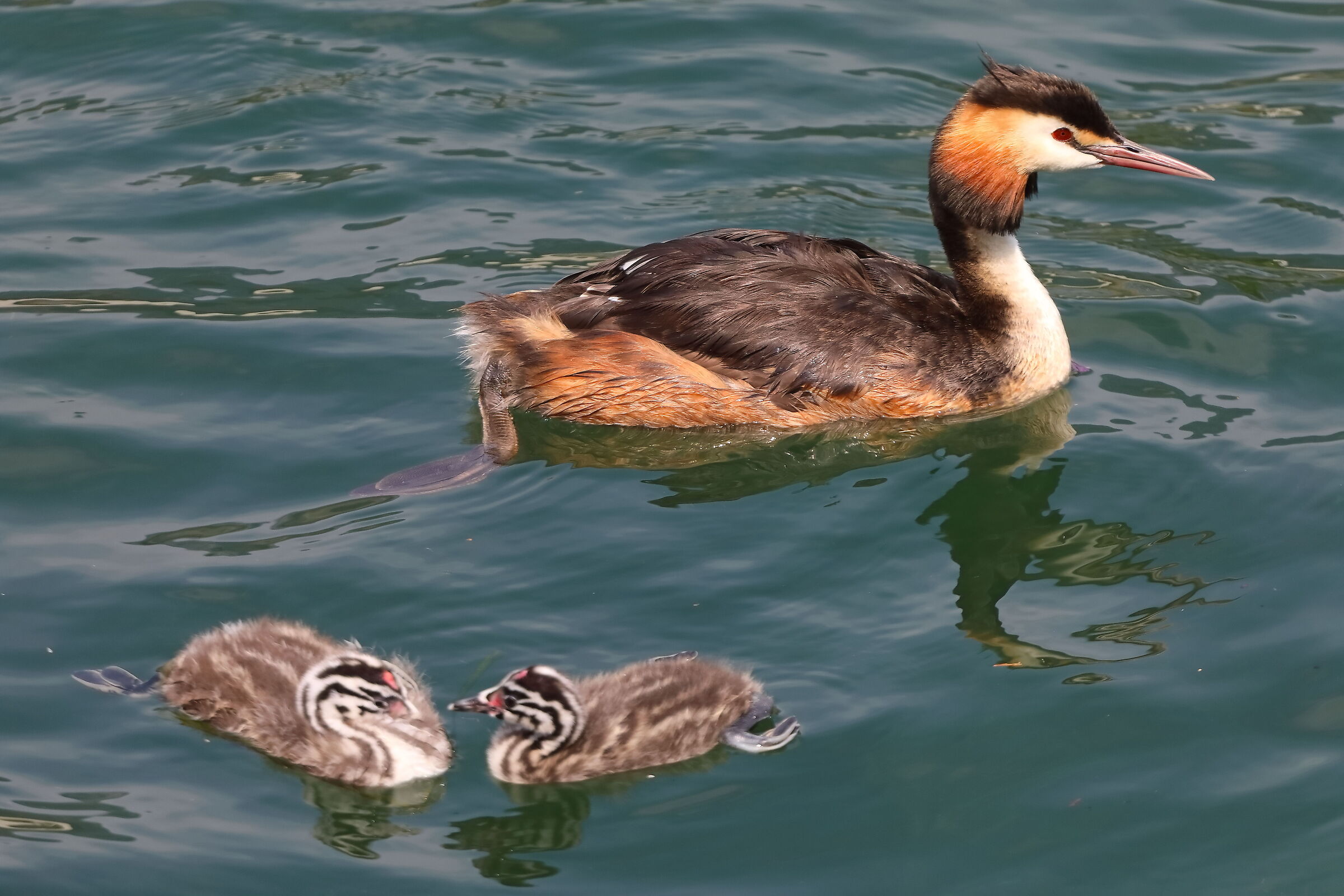 Svassi 07 agosto 2024 - 0162