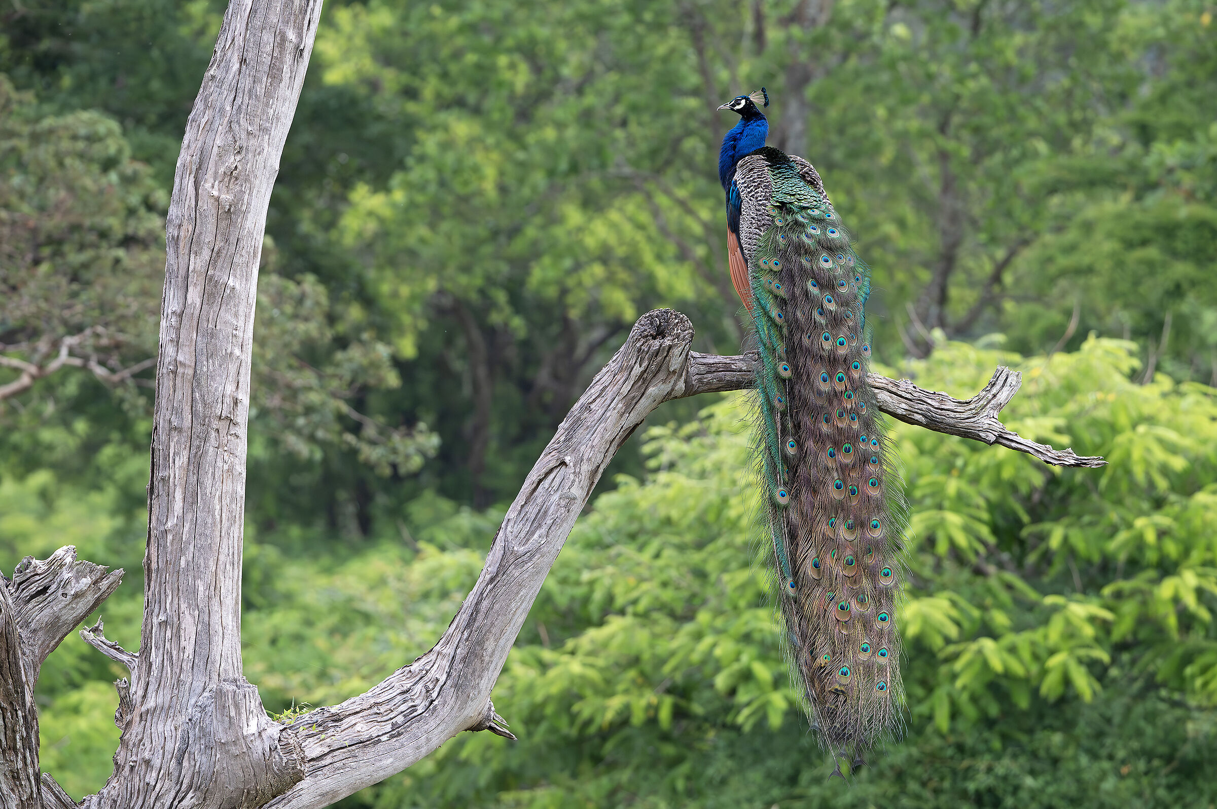Indian peafowl (Pavo cristatus)