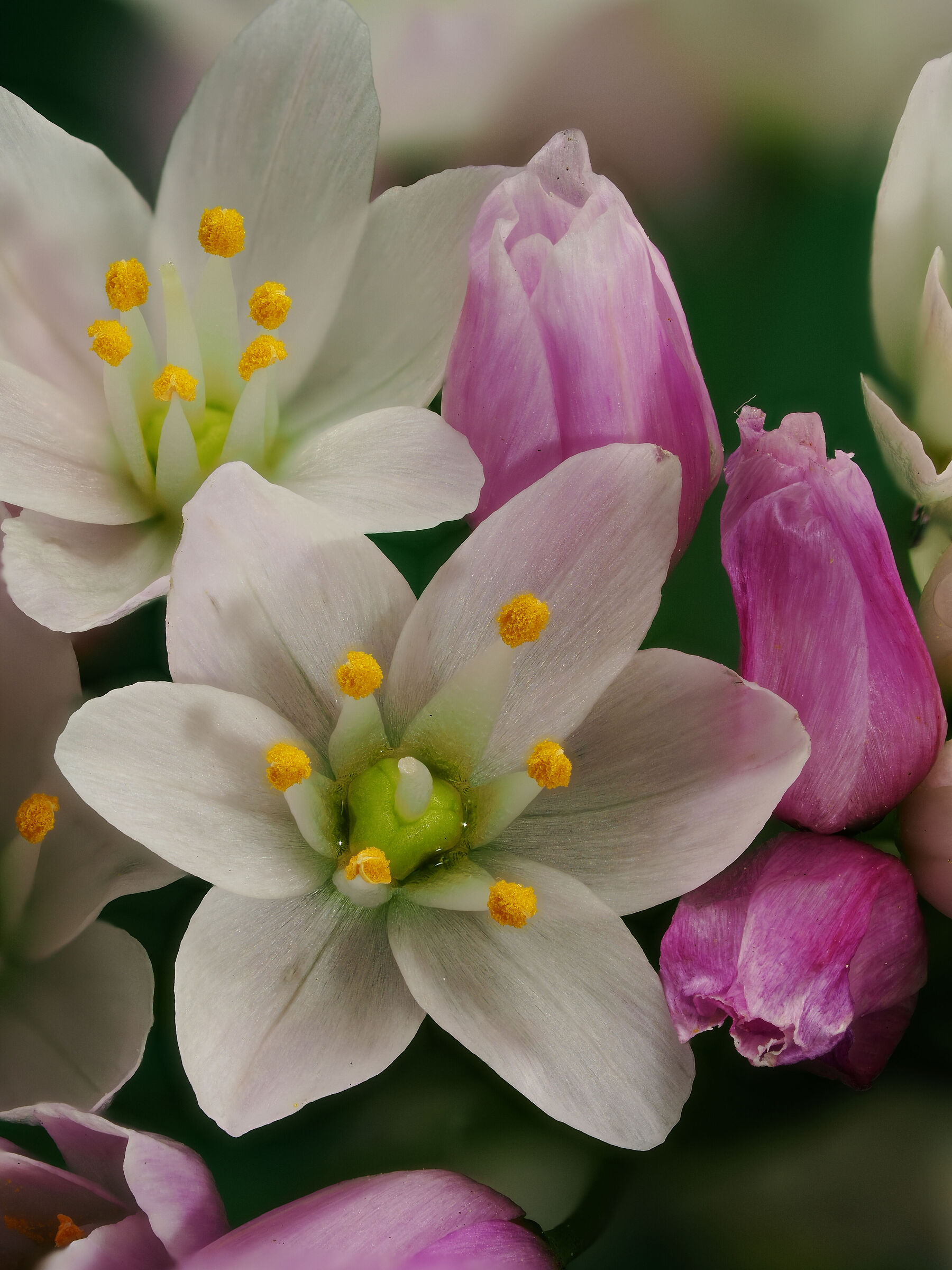 Allium roseum