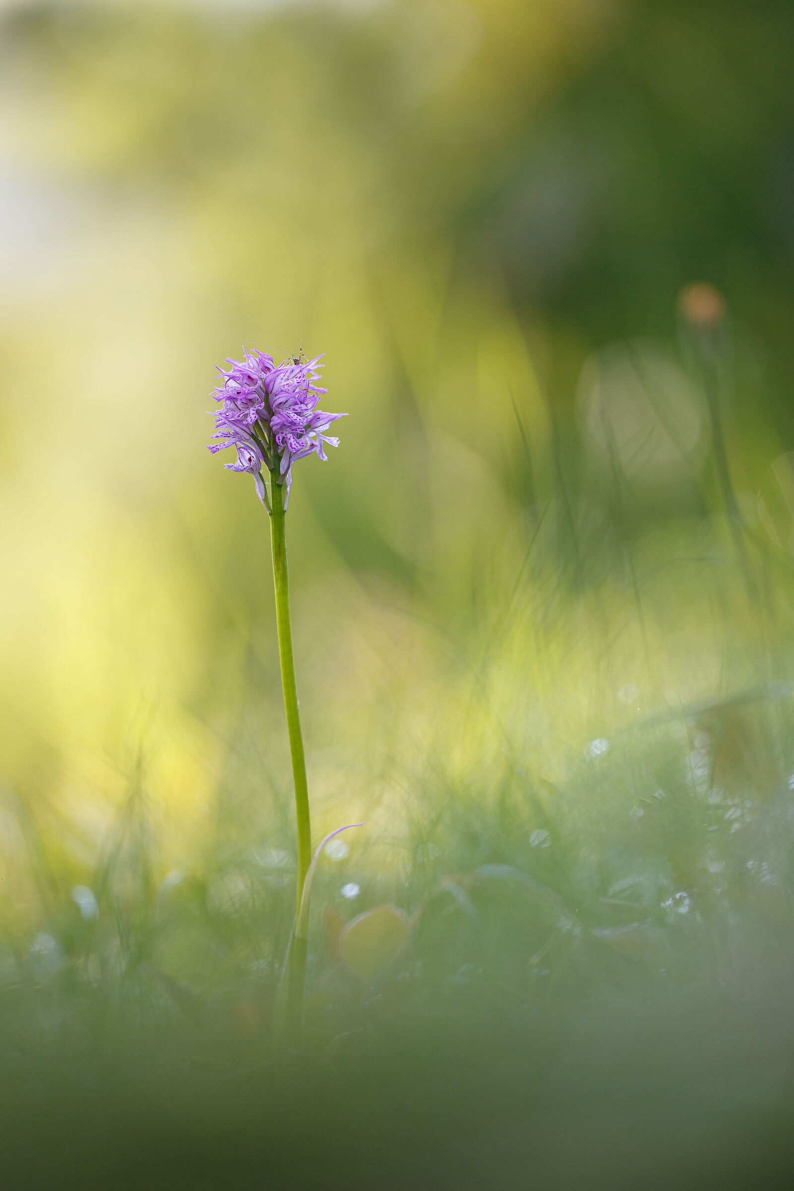 Neotinea Tridentata orchid
