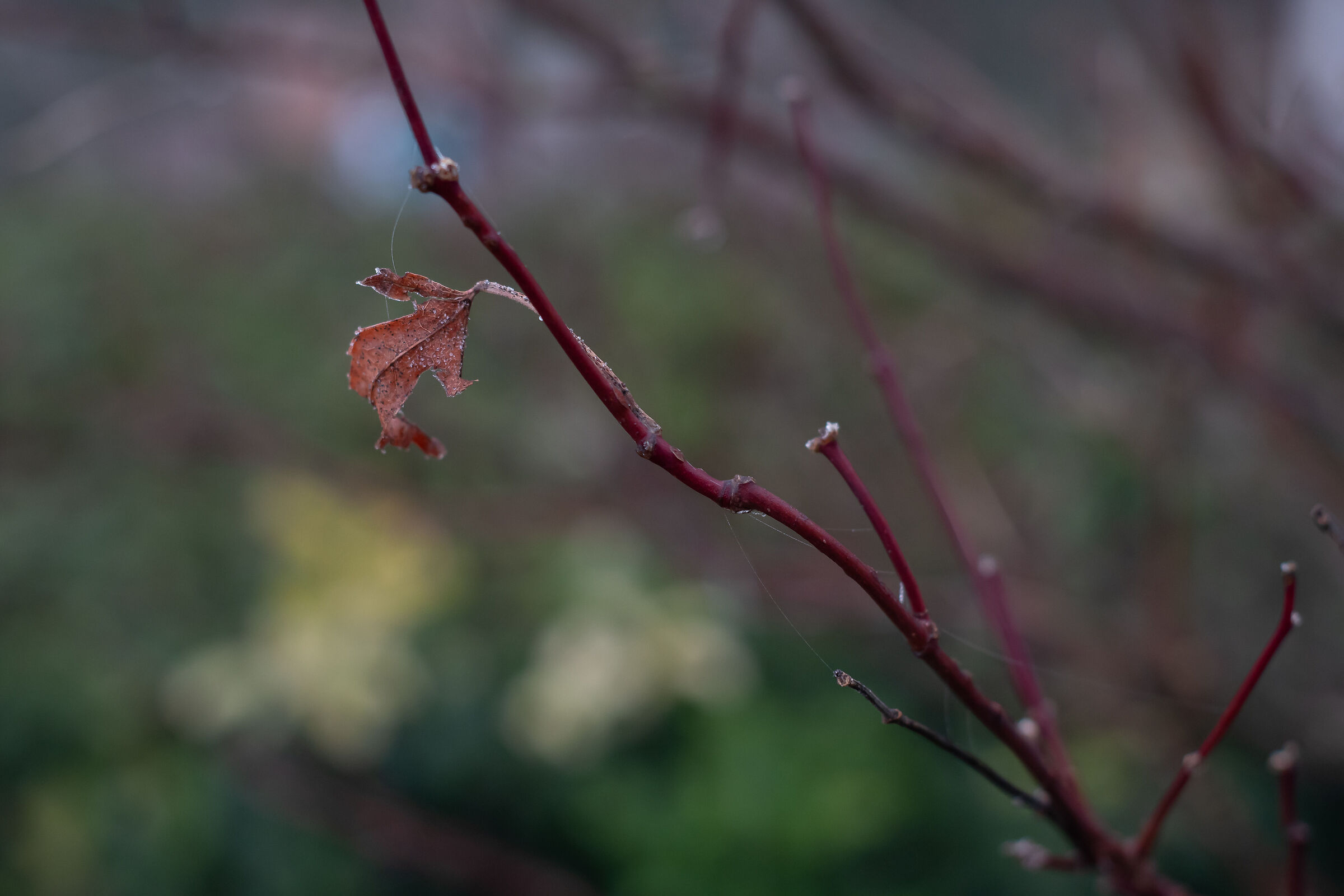 l'ultima dell'acero rosso
