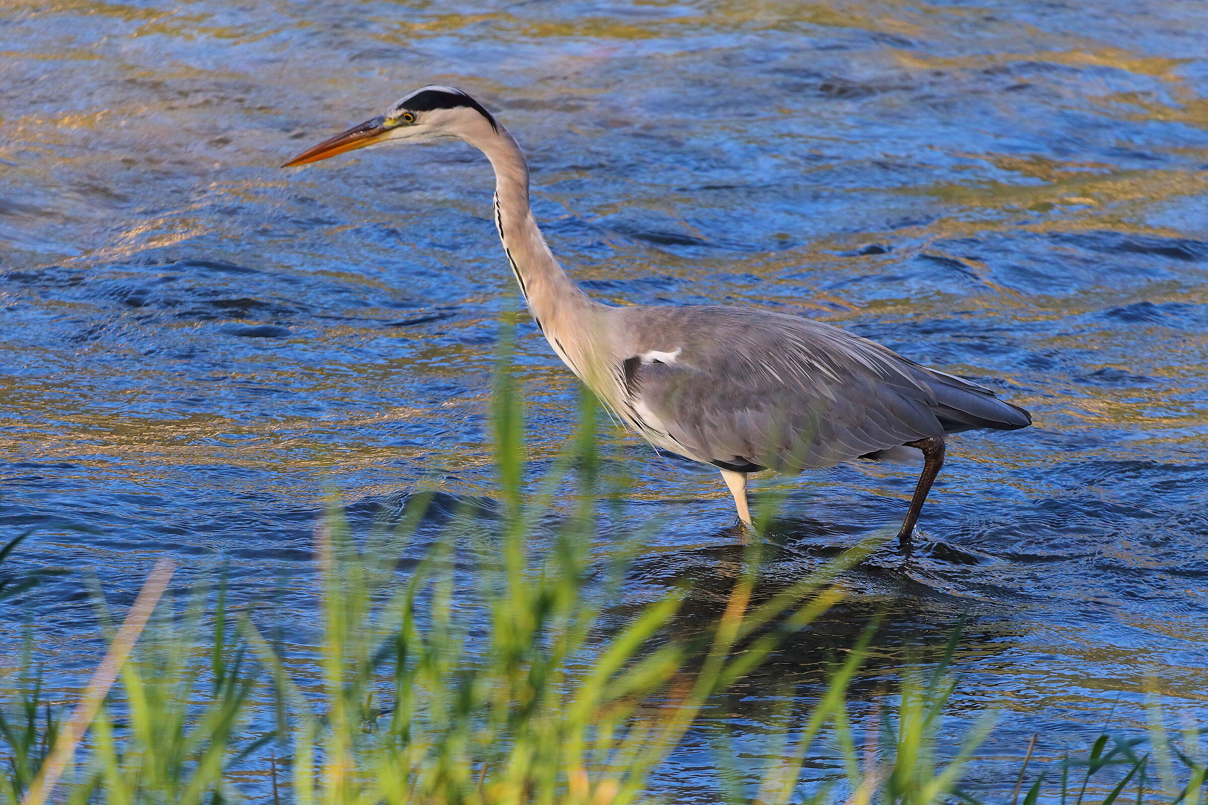 Cenerino 09 settembre 2024 - 0345