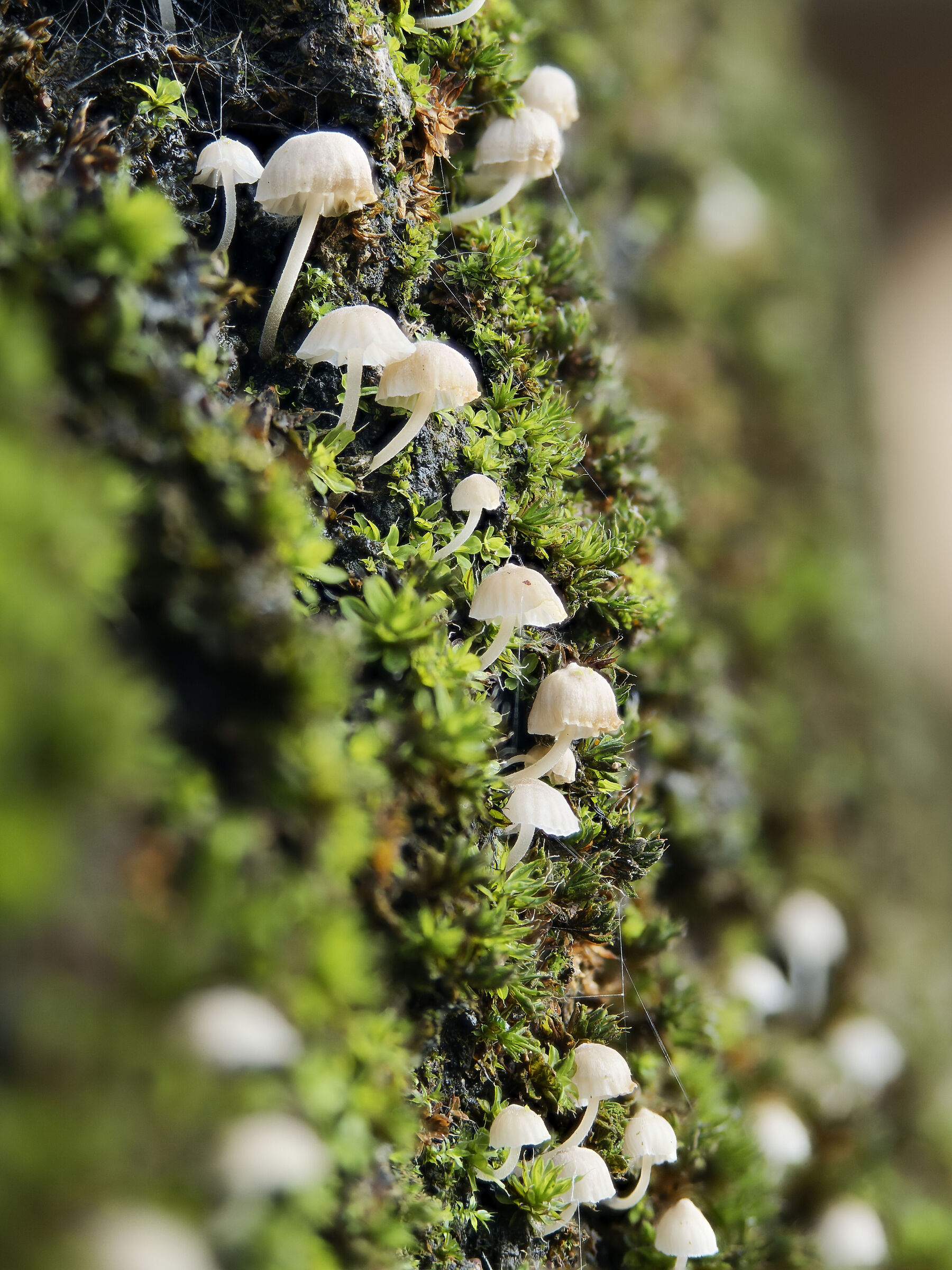 Micromondo