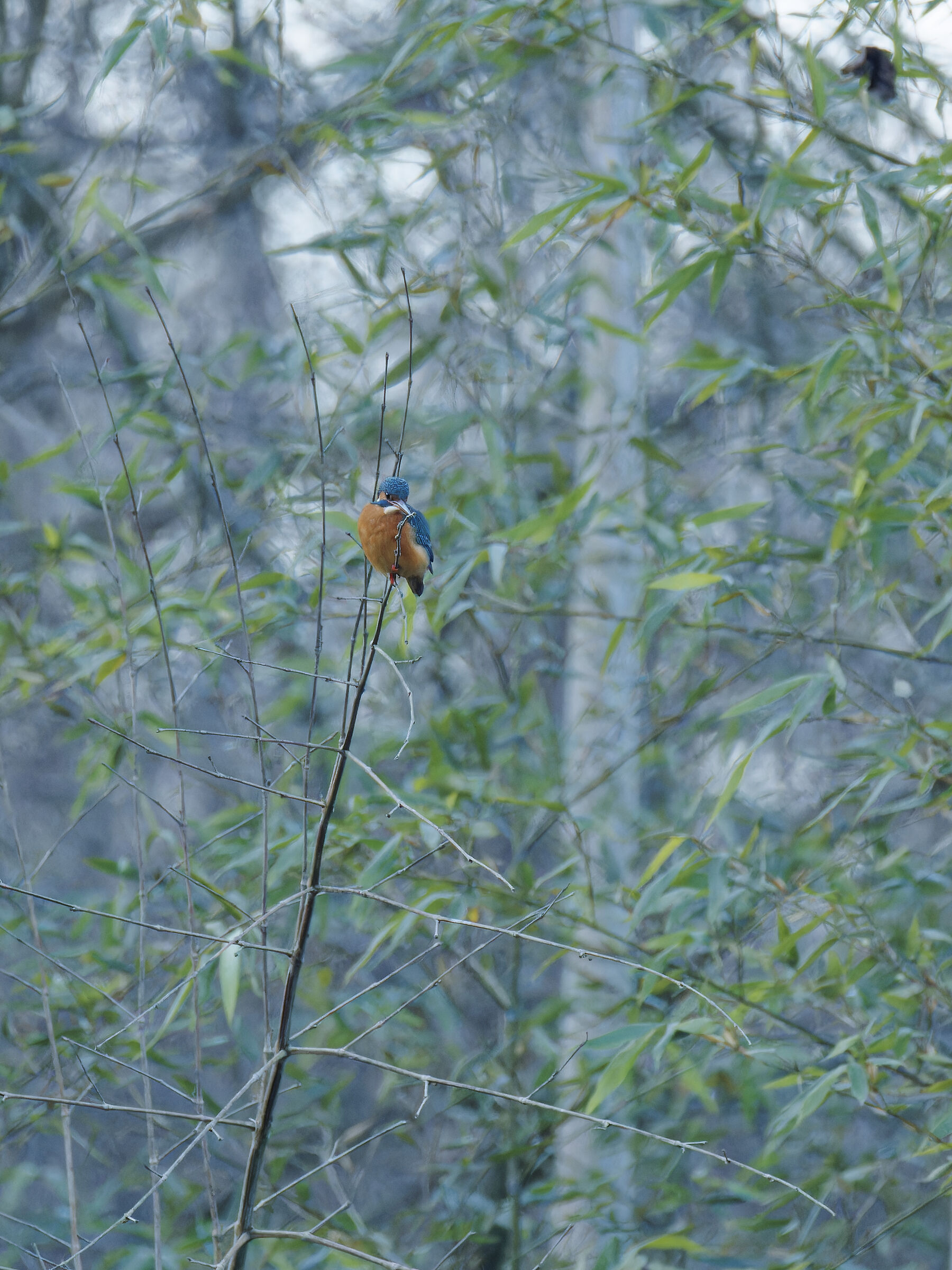 "Unexpected" kingfisher