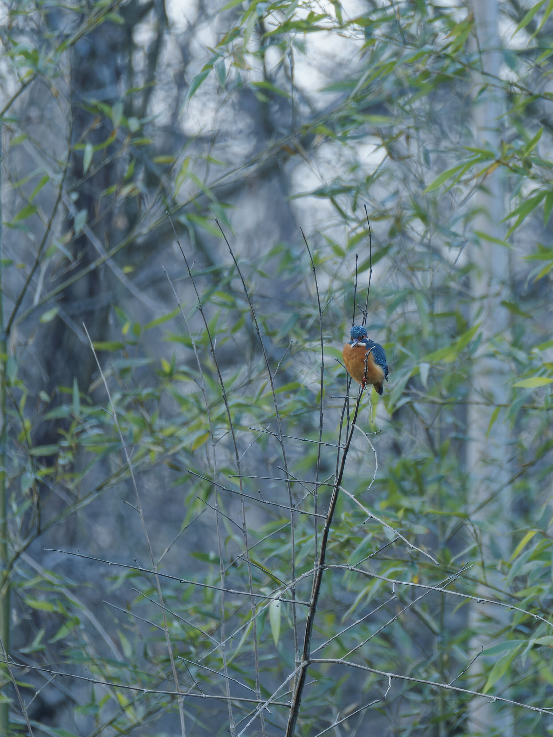 "Unexpected" kingfisher