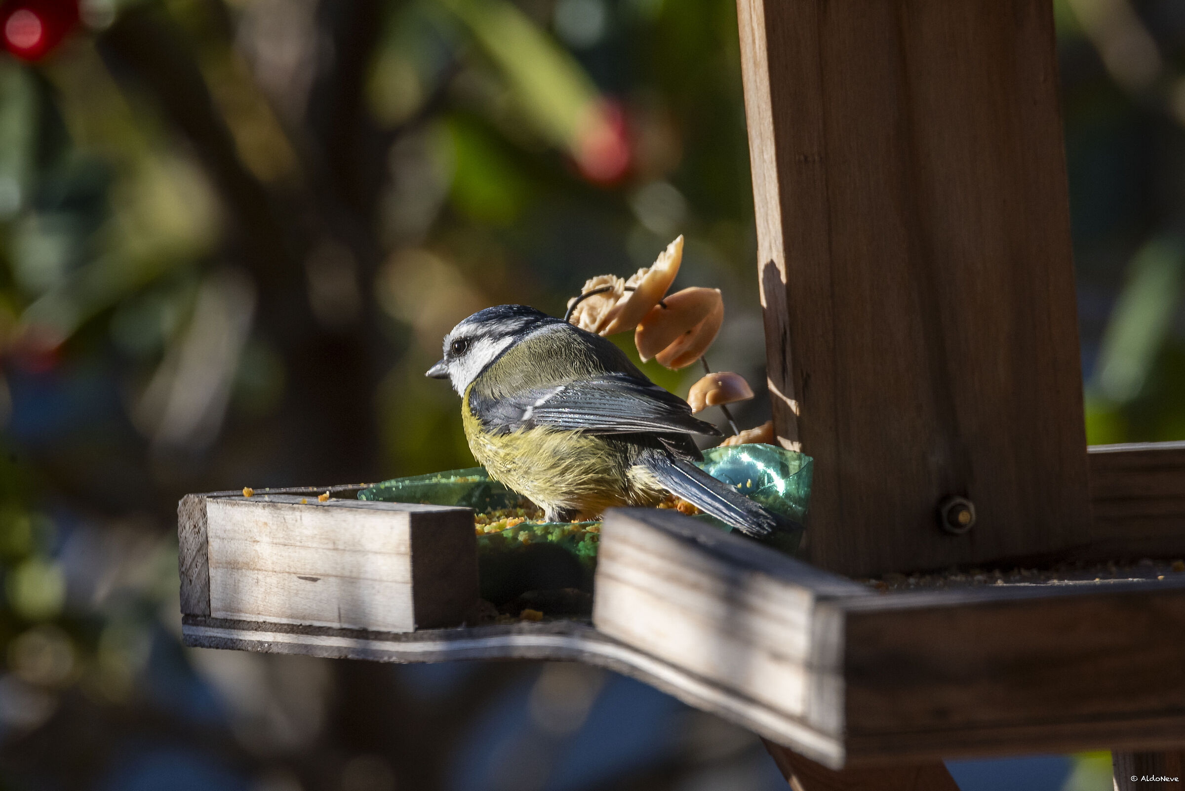 Cinciarella primo sole...
