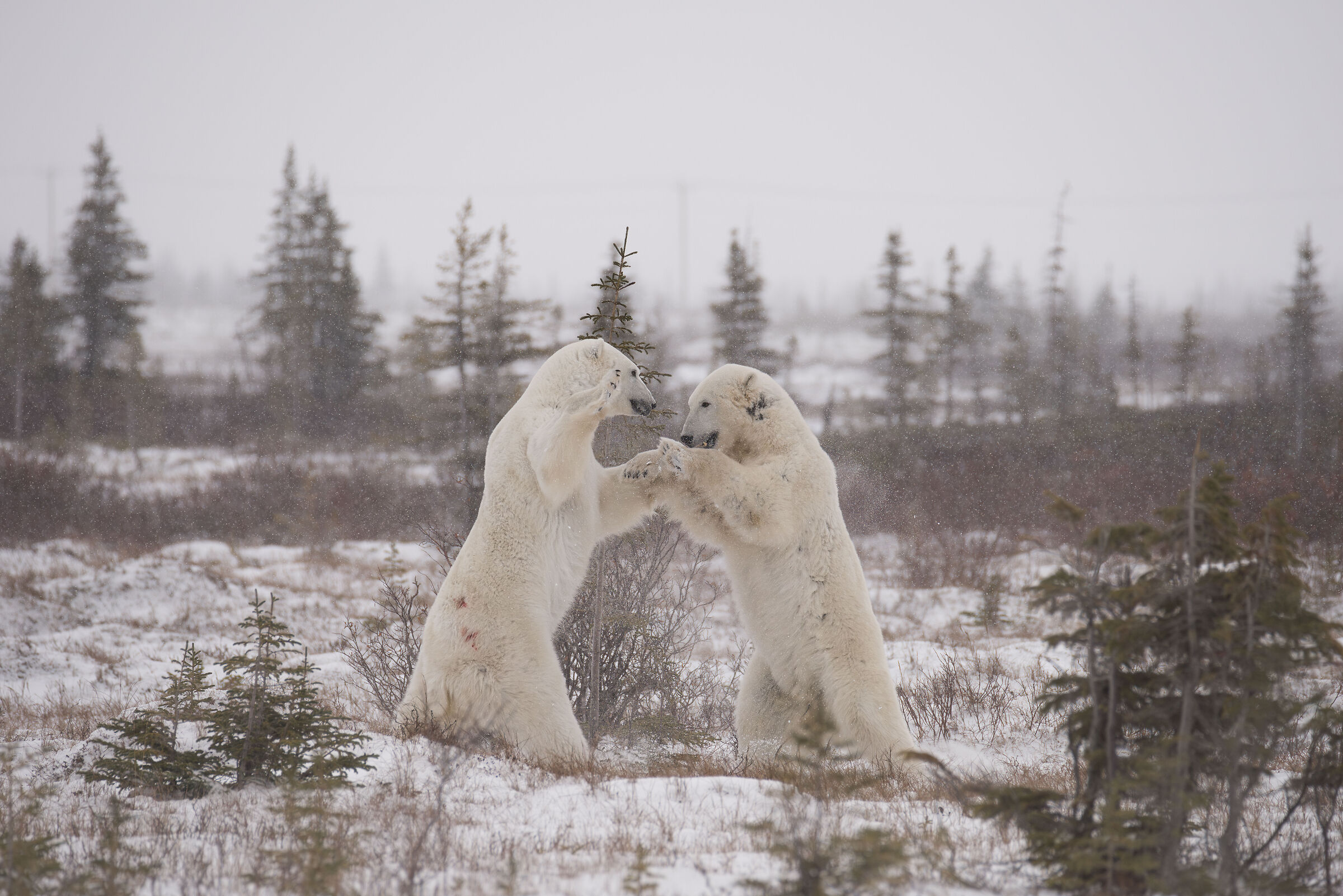 Polar Bears