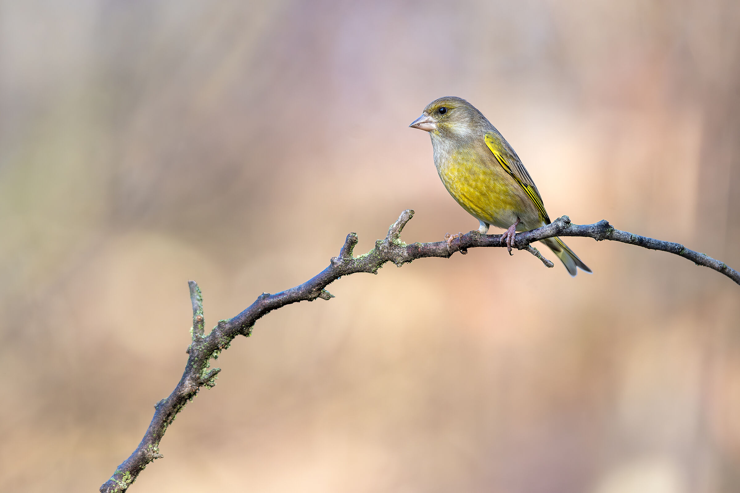 Greenfinch