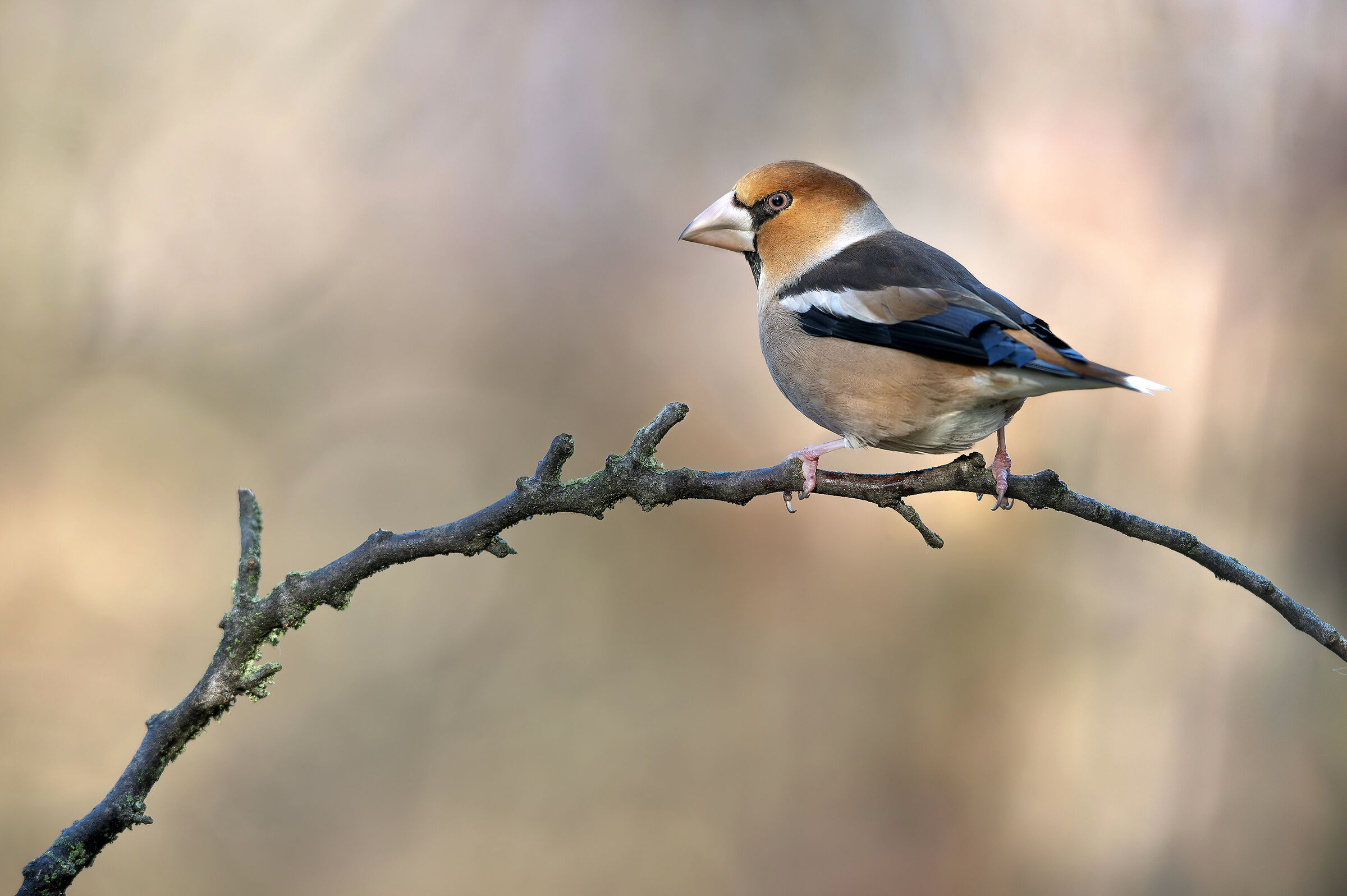 Hawfinch