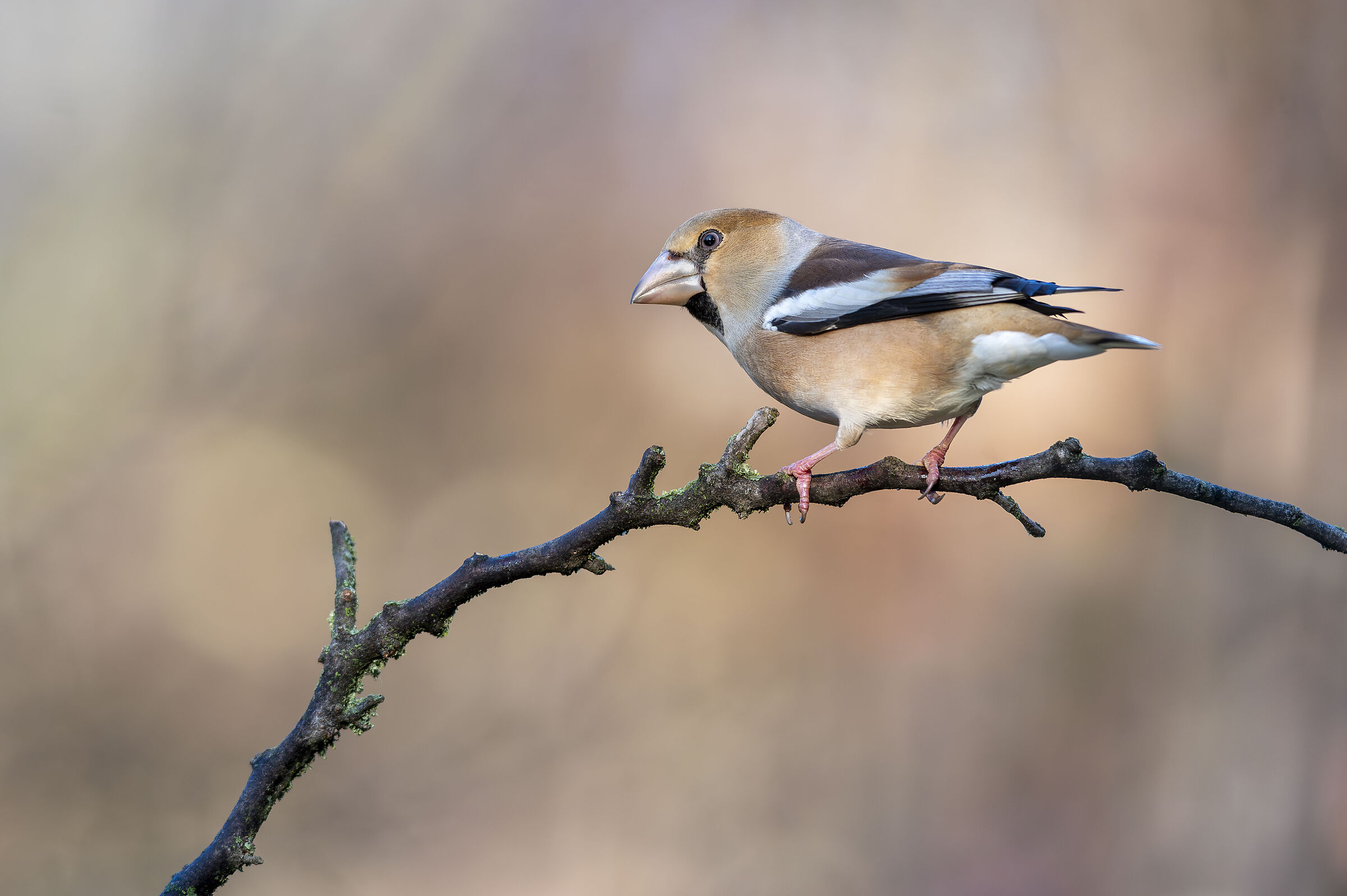 Hawfinch