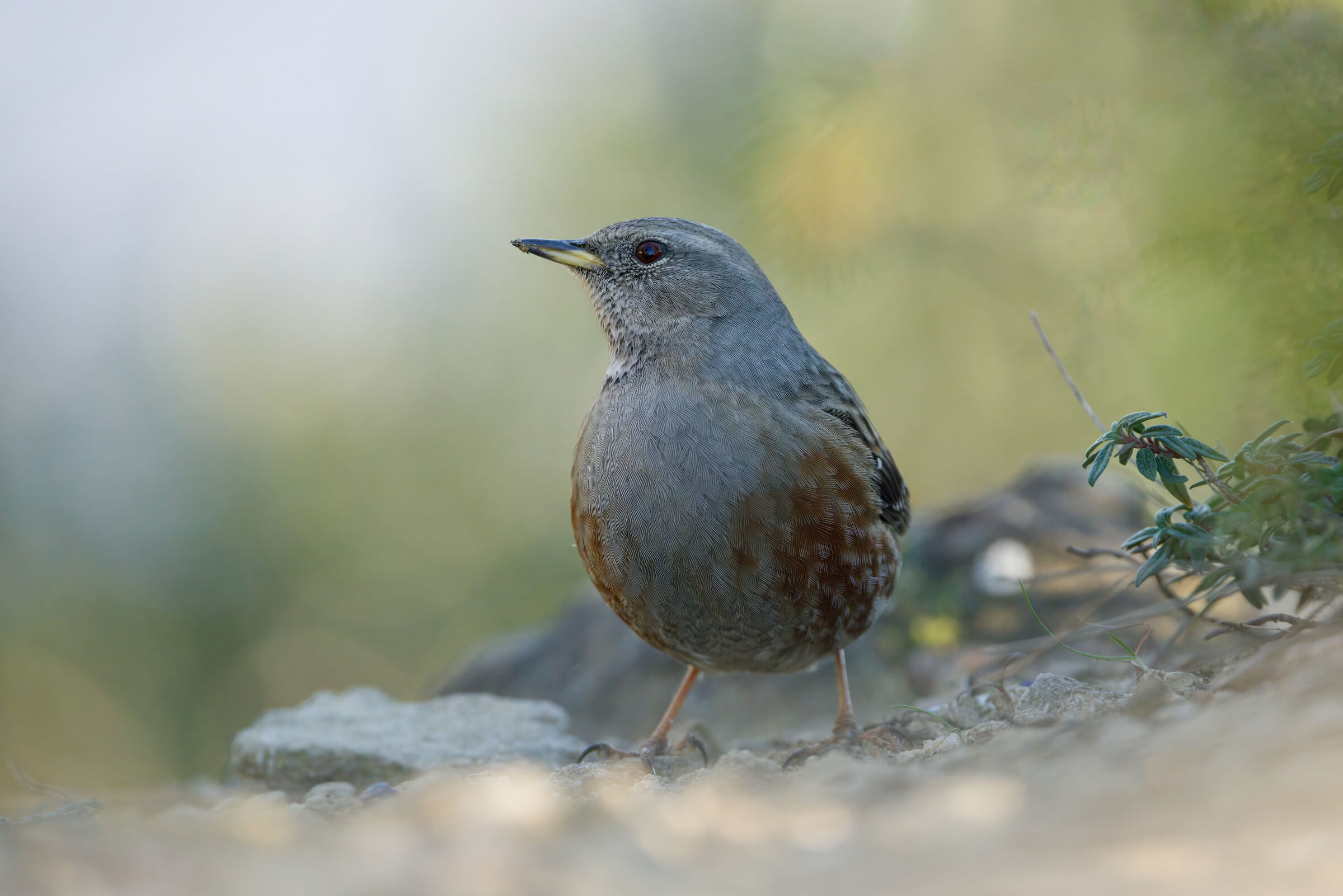 Sordone (Appennino bolognese)