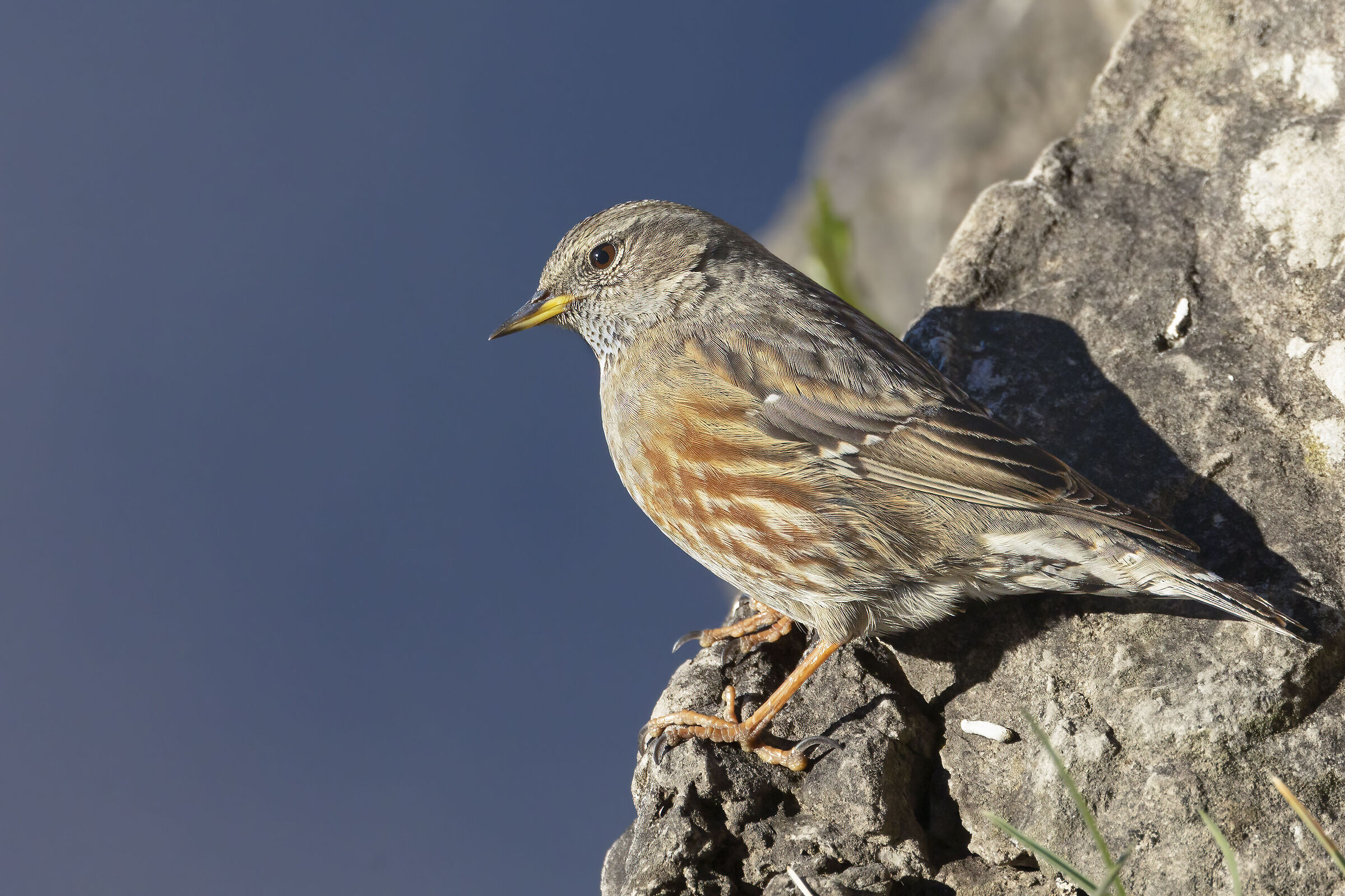 sordone miralago dicembre 2024