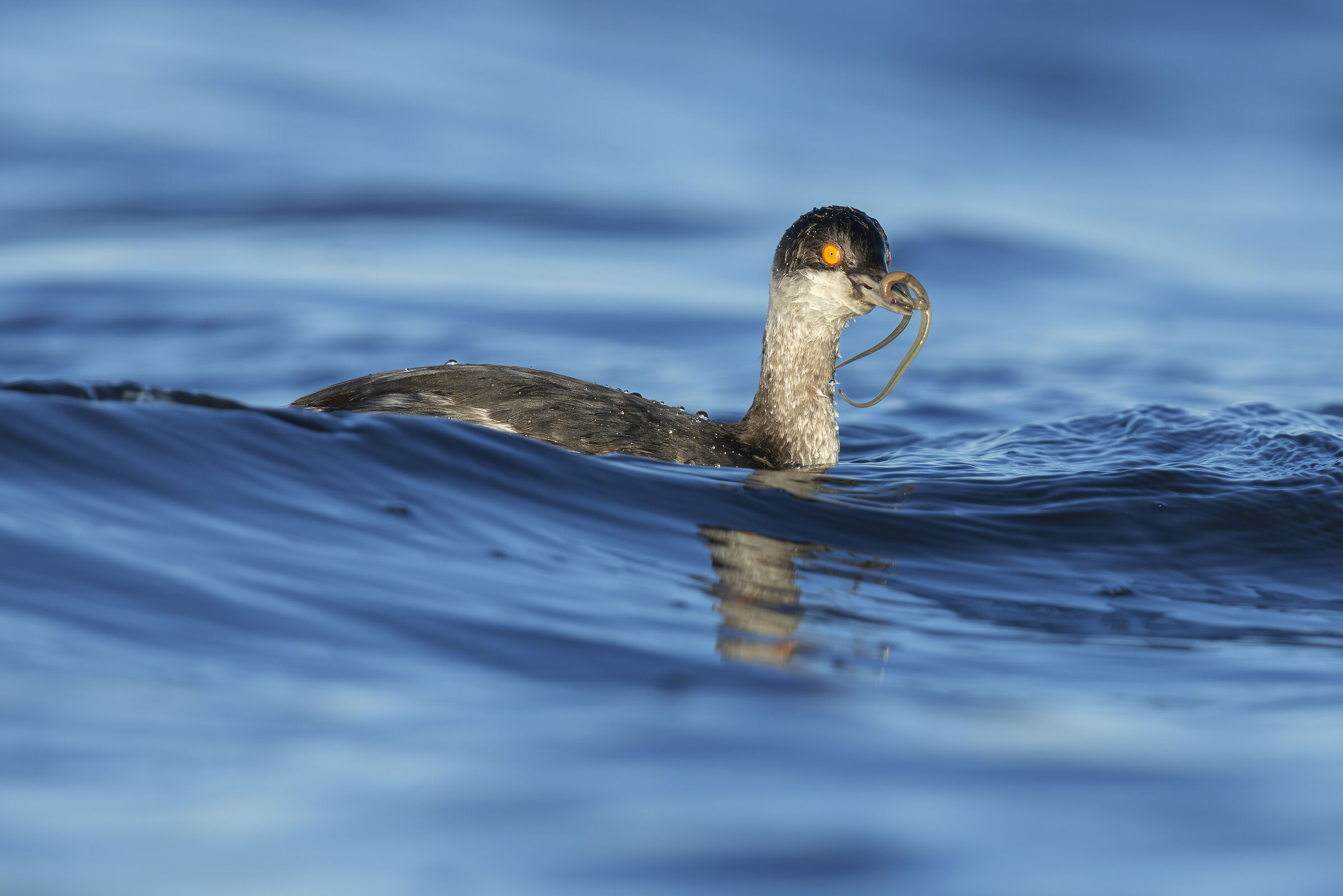 Black necked Grebe - Podiceps nigricollis (Portugal)